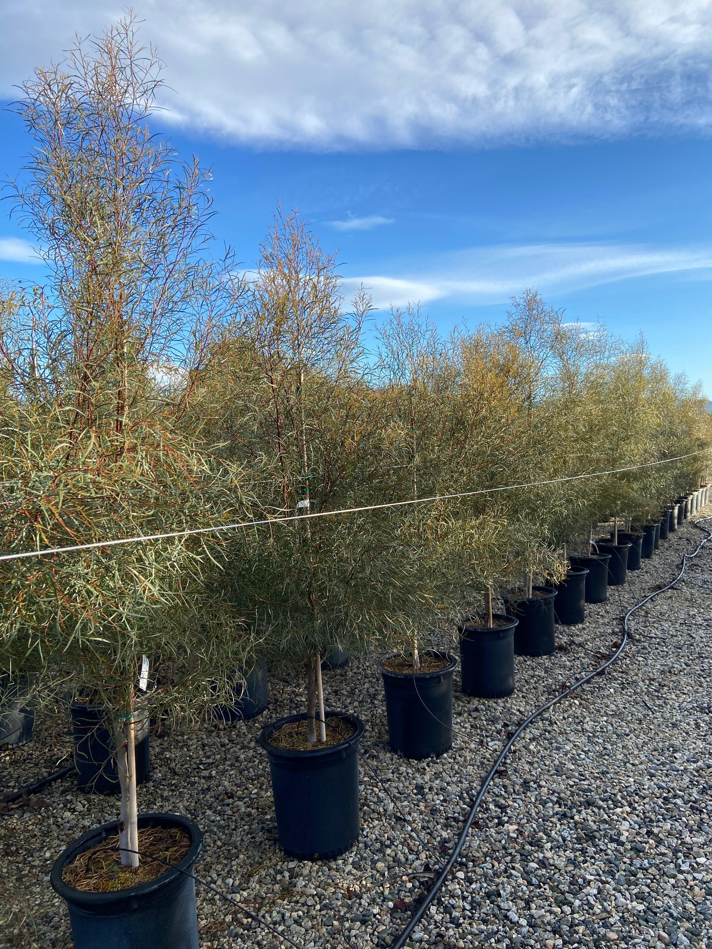 Swamp Mallet - Eucalyptus Spathulata - Image 3