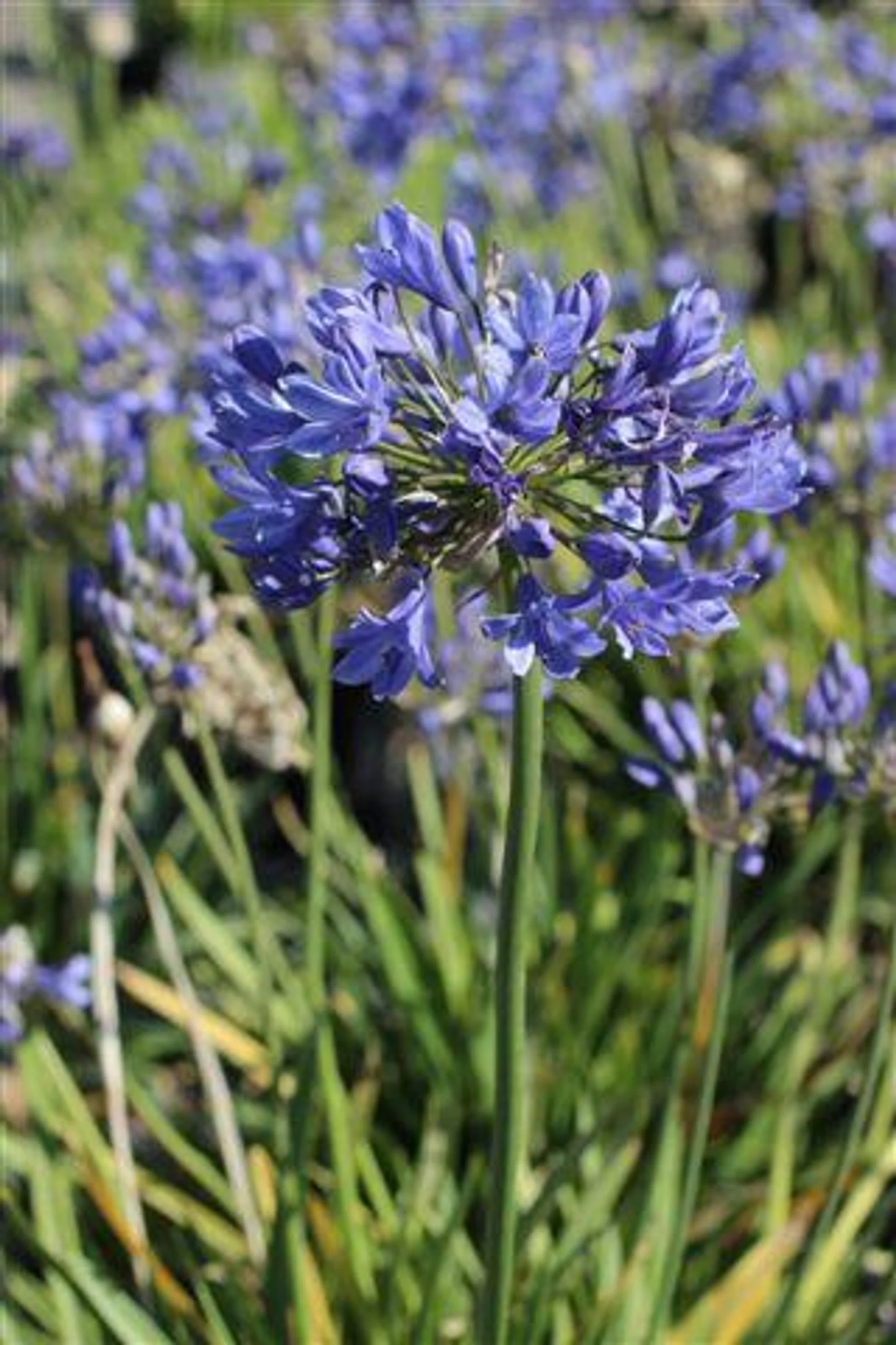 Ever Sapphire Lily of the Nile - Agapanthus Ever Sapphire™