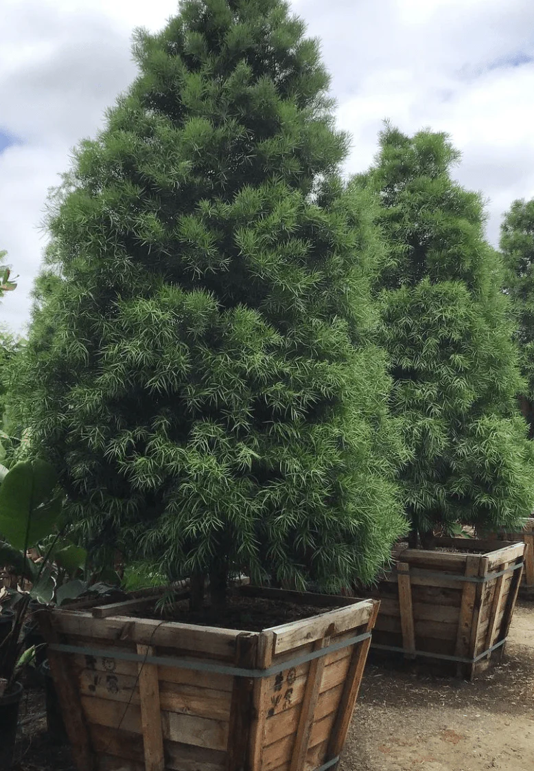Fern Pine (Podocarpus Gracilior) Hedge - Image 3