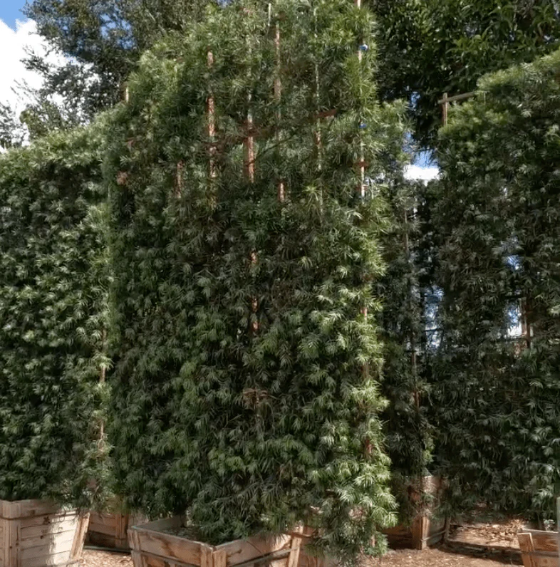 Fern Pine (Podocarpus Gracilior) Hedge - Image 4