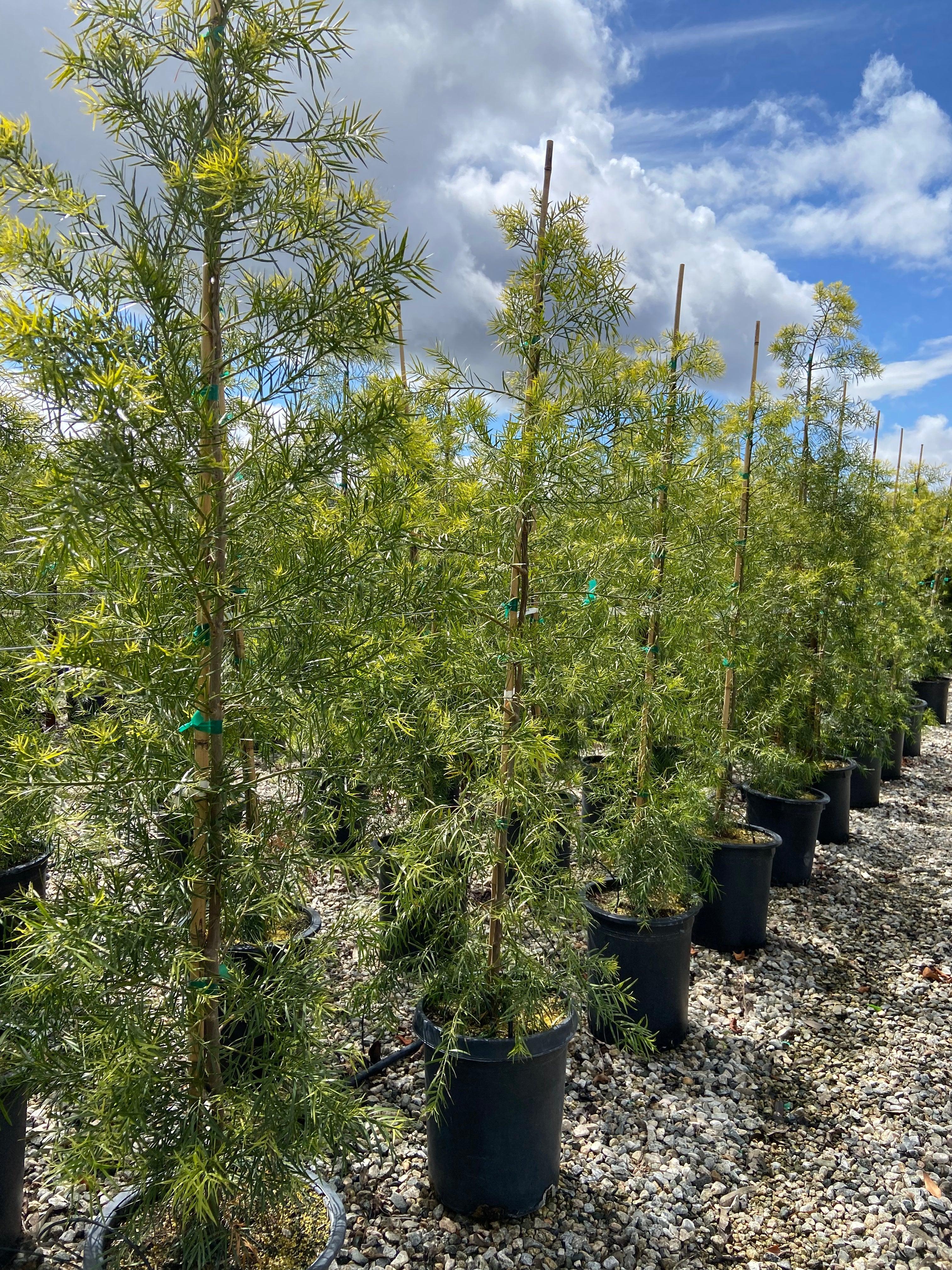 Fern Pine (Podocarpus Gracilior) Hedge - Image 5