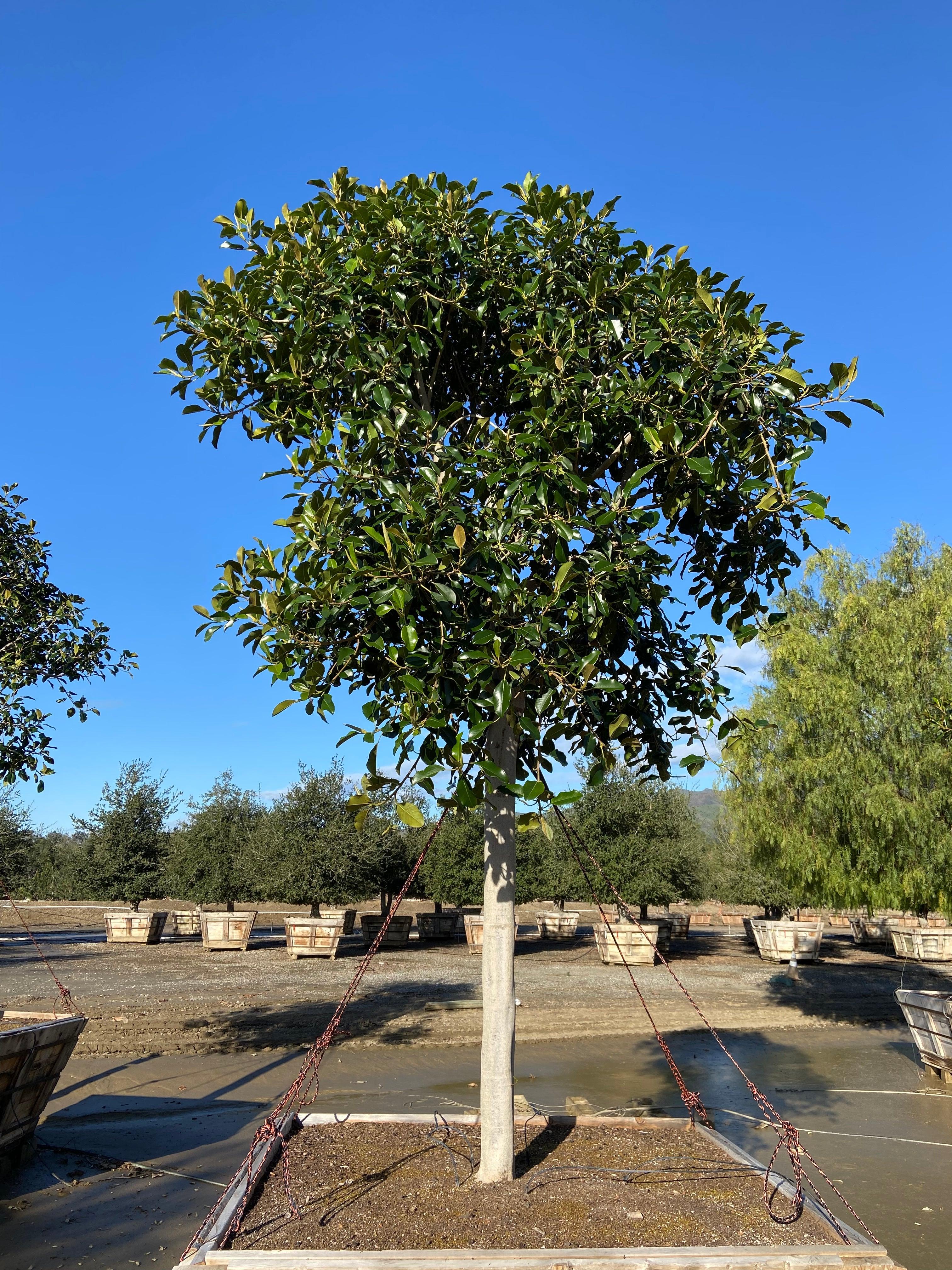 Rusty Fig - Ficus Rubiginosa Australis (Apple Store Trees) - Image 3