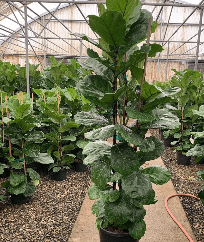 Fiddle Leaf Fig - Image 3