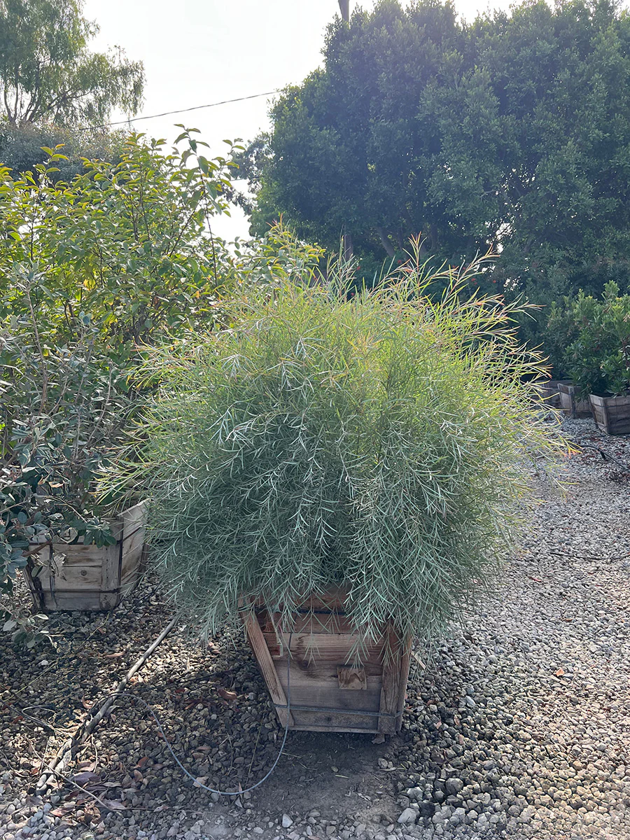 Drought Resistant Trees for Sale
