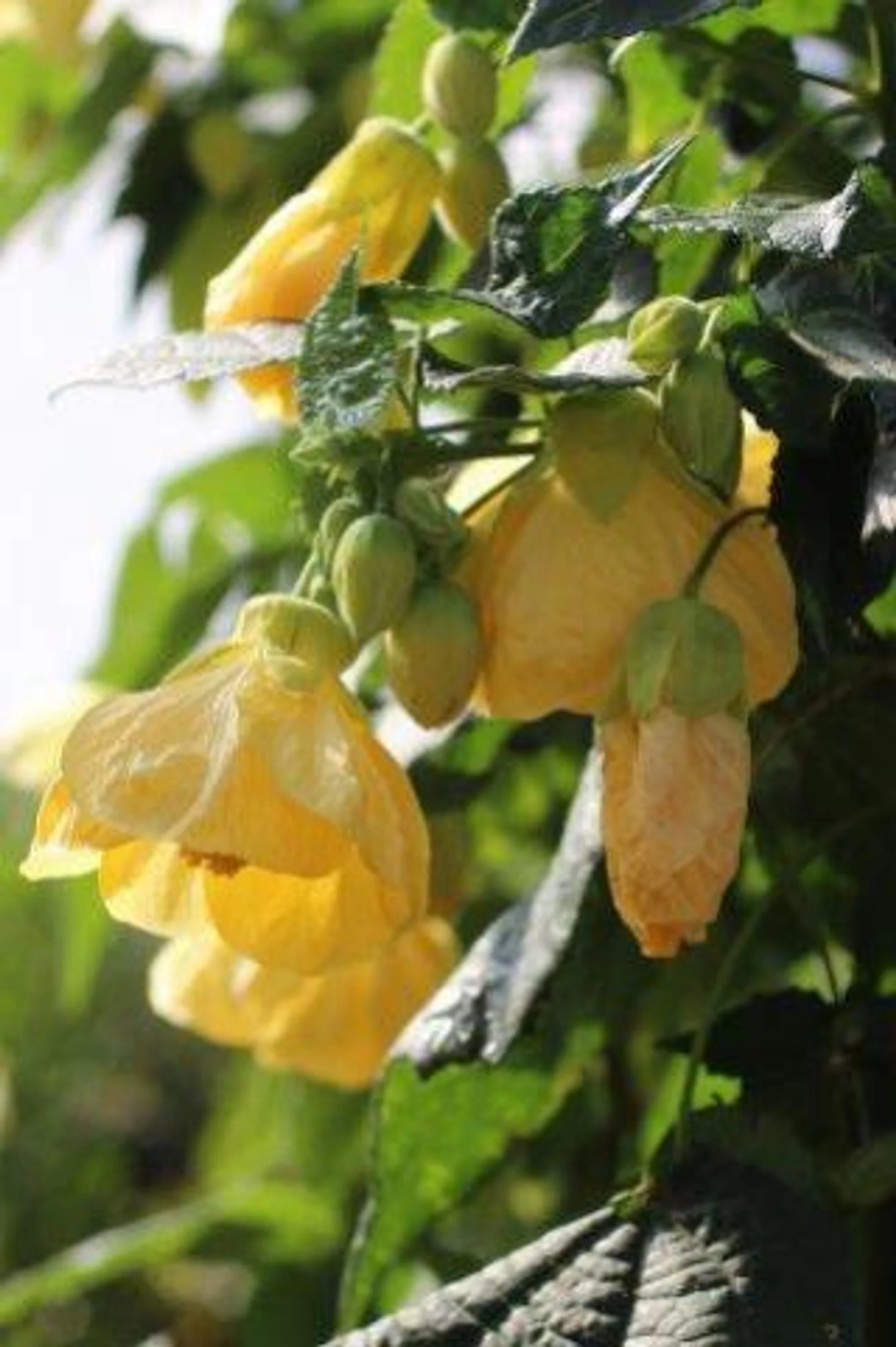 Flowering Maple - Abutilon 'Moonchimes' (Yellow)