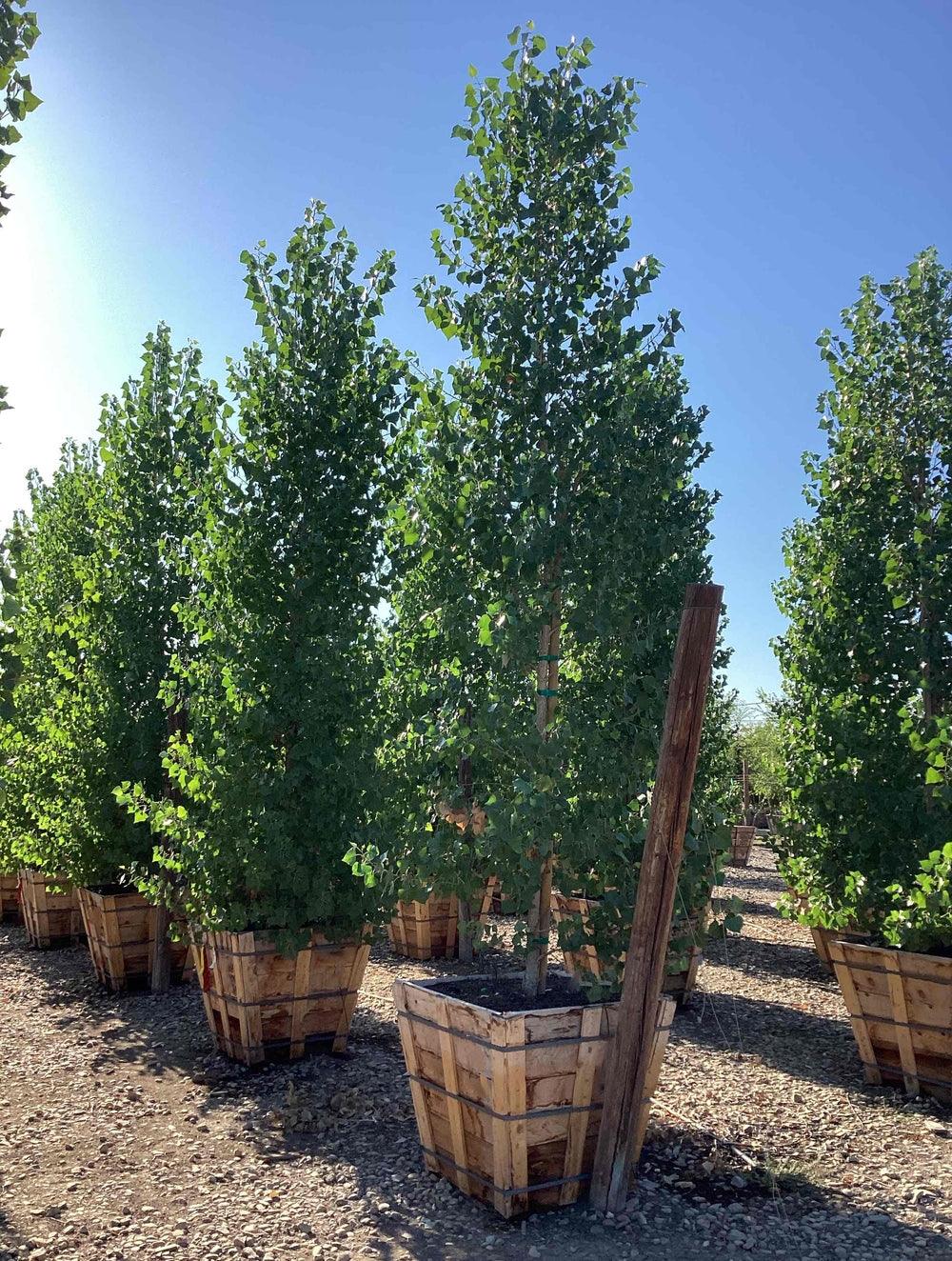 Fremont Cottonwood - Populus Fremontii