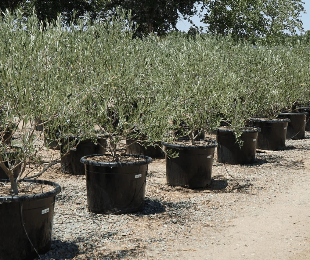 Olea Europaea Tree ‘Wilsonii’ – Semi Fruitless Olive Tree - Image 3