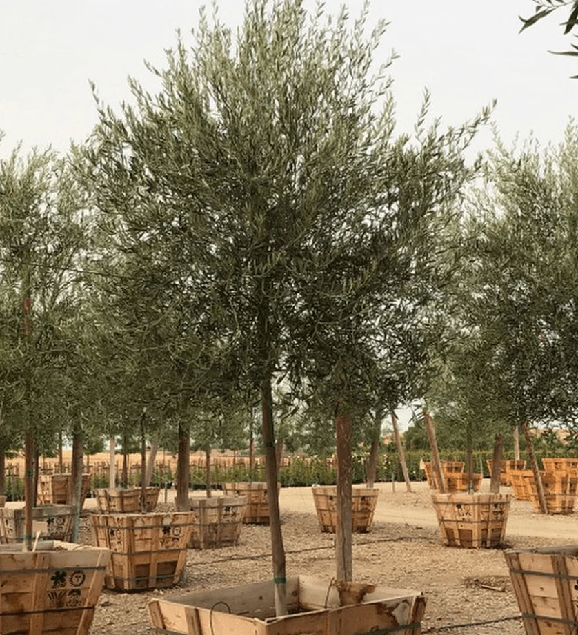 Olea Europaea Tree ‘Wilsonii’ – Semi Fruitless Olive Tree - Image 4