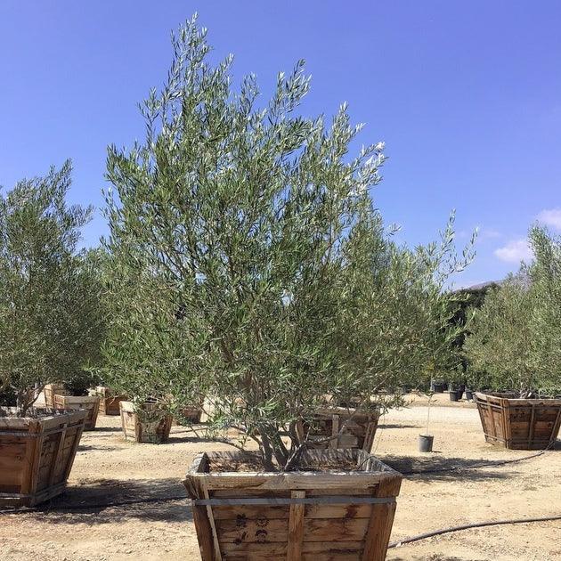 Olea Europaea Tree ‘Wilsonii’ – Semi Fruitless Olive Tree - Image 5