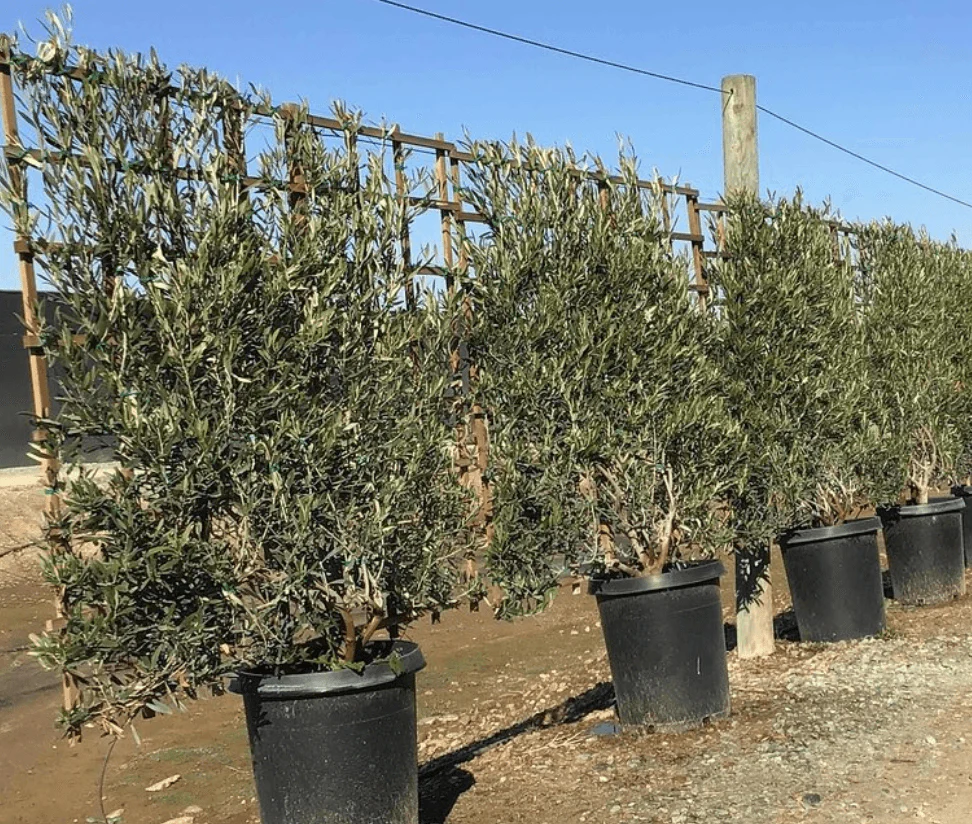 Olea Europaea Tree ‘Wilsonii’ – Semi Fruitless Olive Tree - Image 6