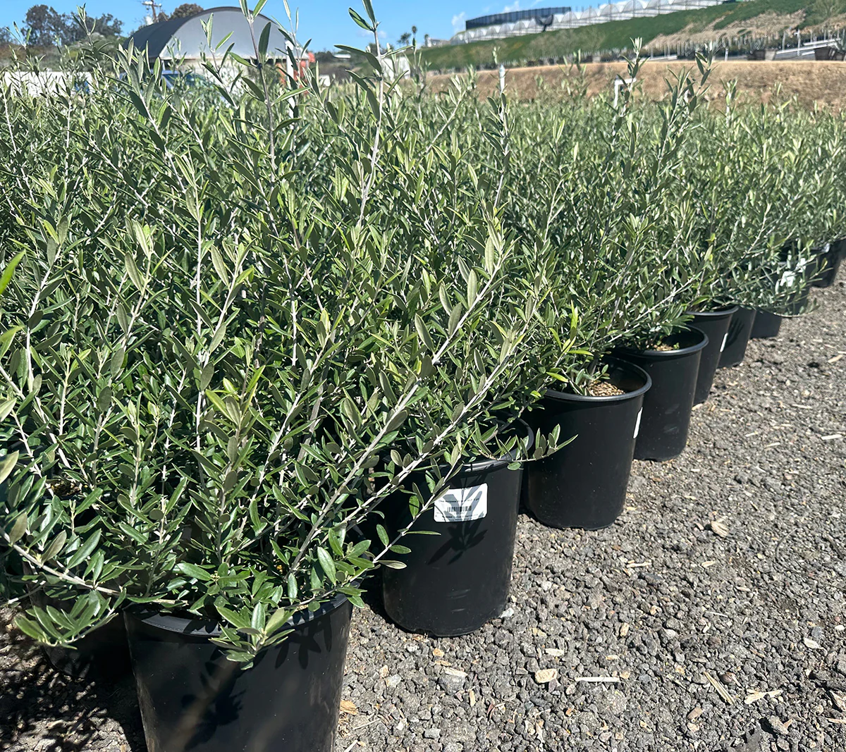 Olea Europaea Tree ‘Wilsonii’ – Semi Fruitless Olive Tree - Image 7