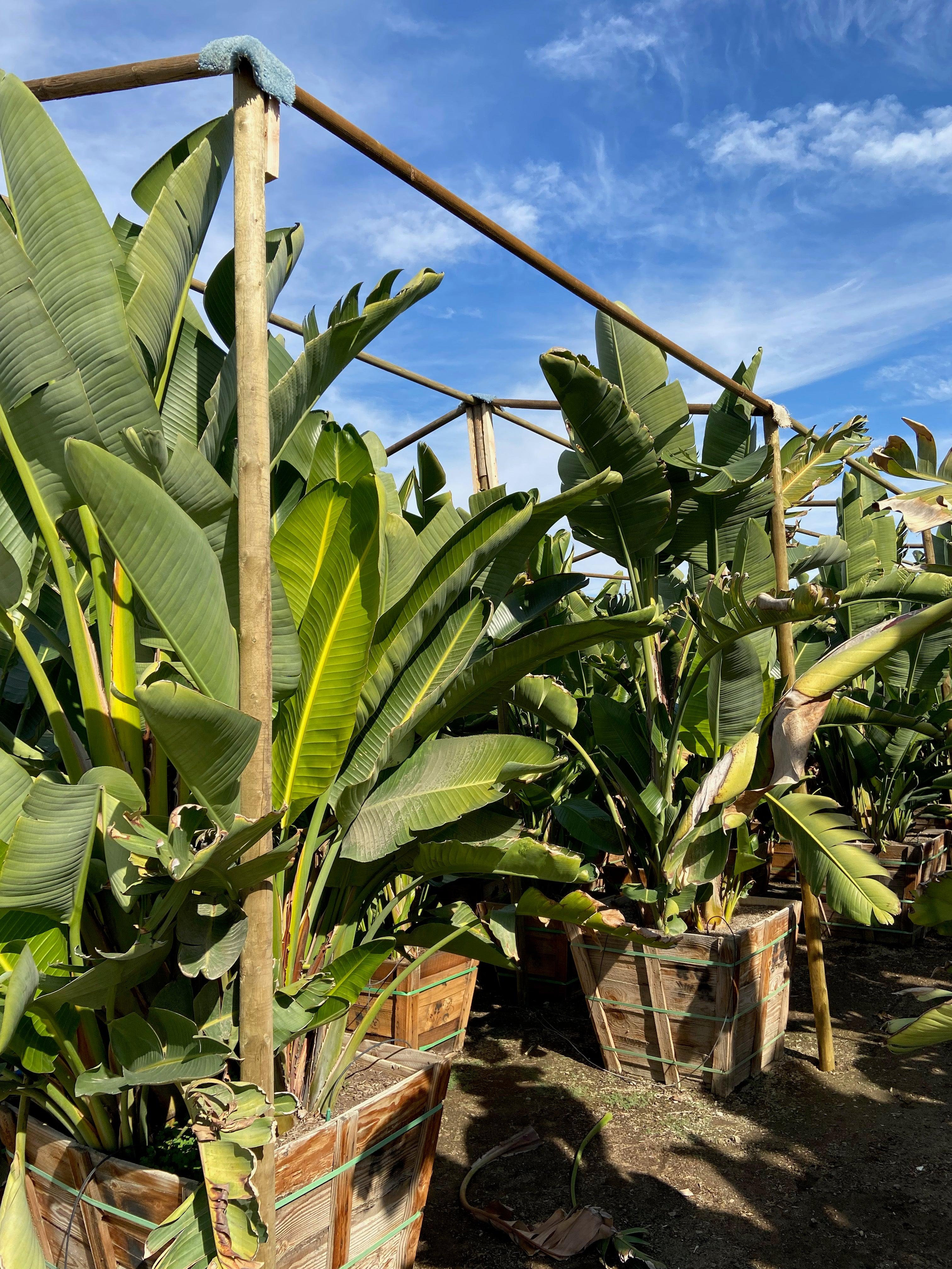 Giant Bird of Paradise (Strelitzia Nicolai) - Image 3