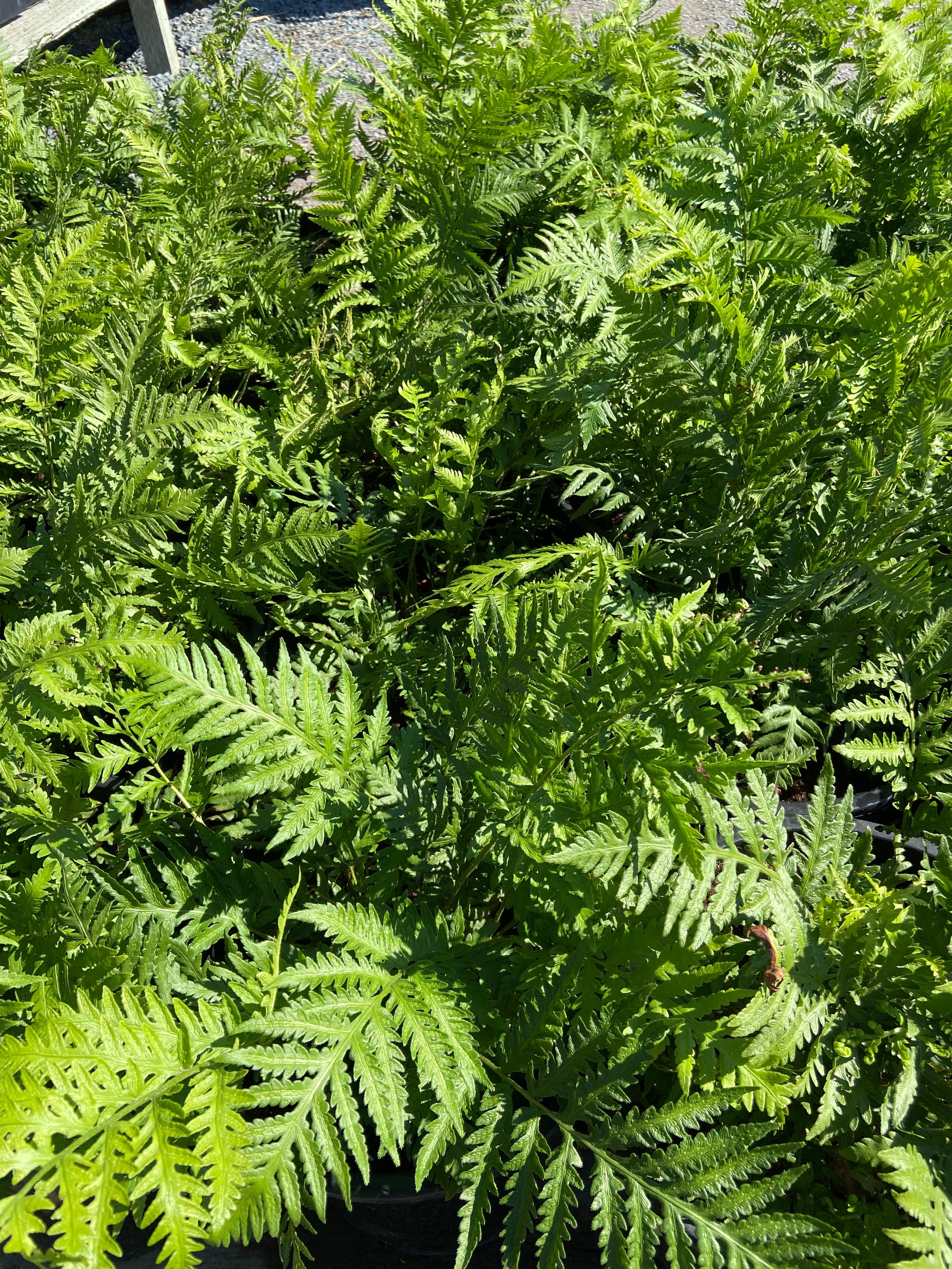 Giant Chain Fern - Woodwardia Fimbriata