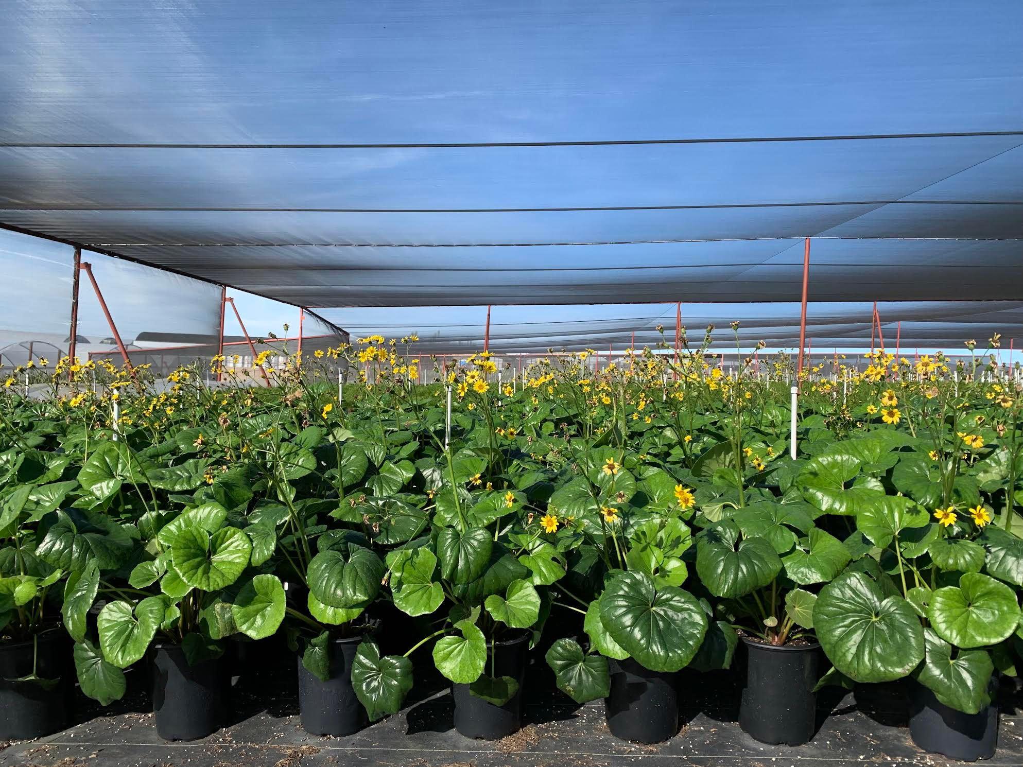 Giant Leopard Plant - Farifugium japonicum āGiganteaā