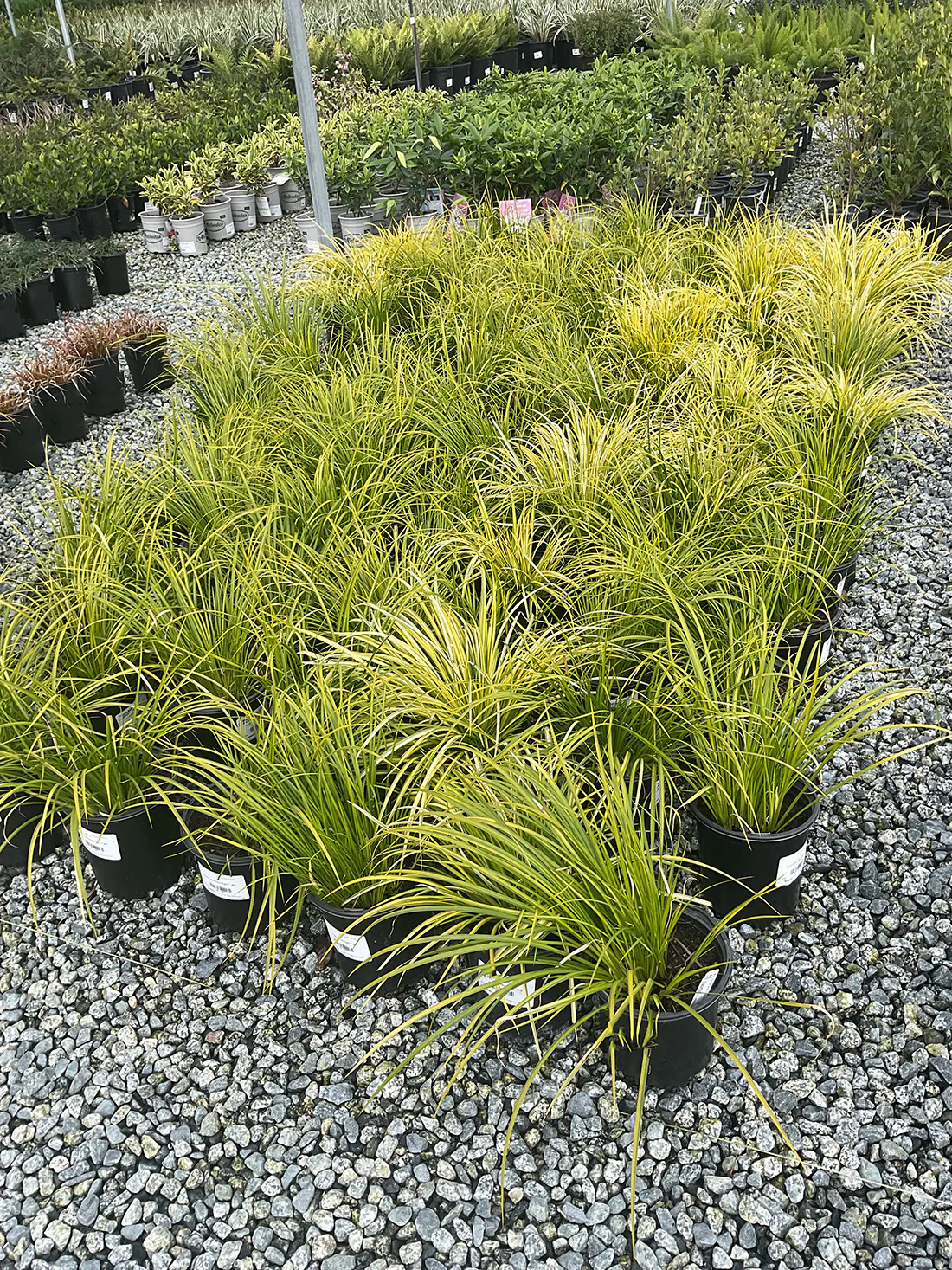 Golden Variegated Sweet Flag- Acorus Ogon