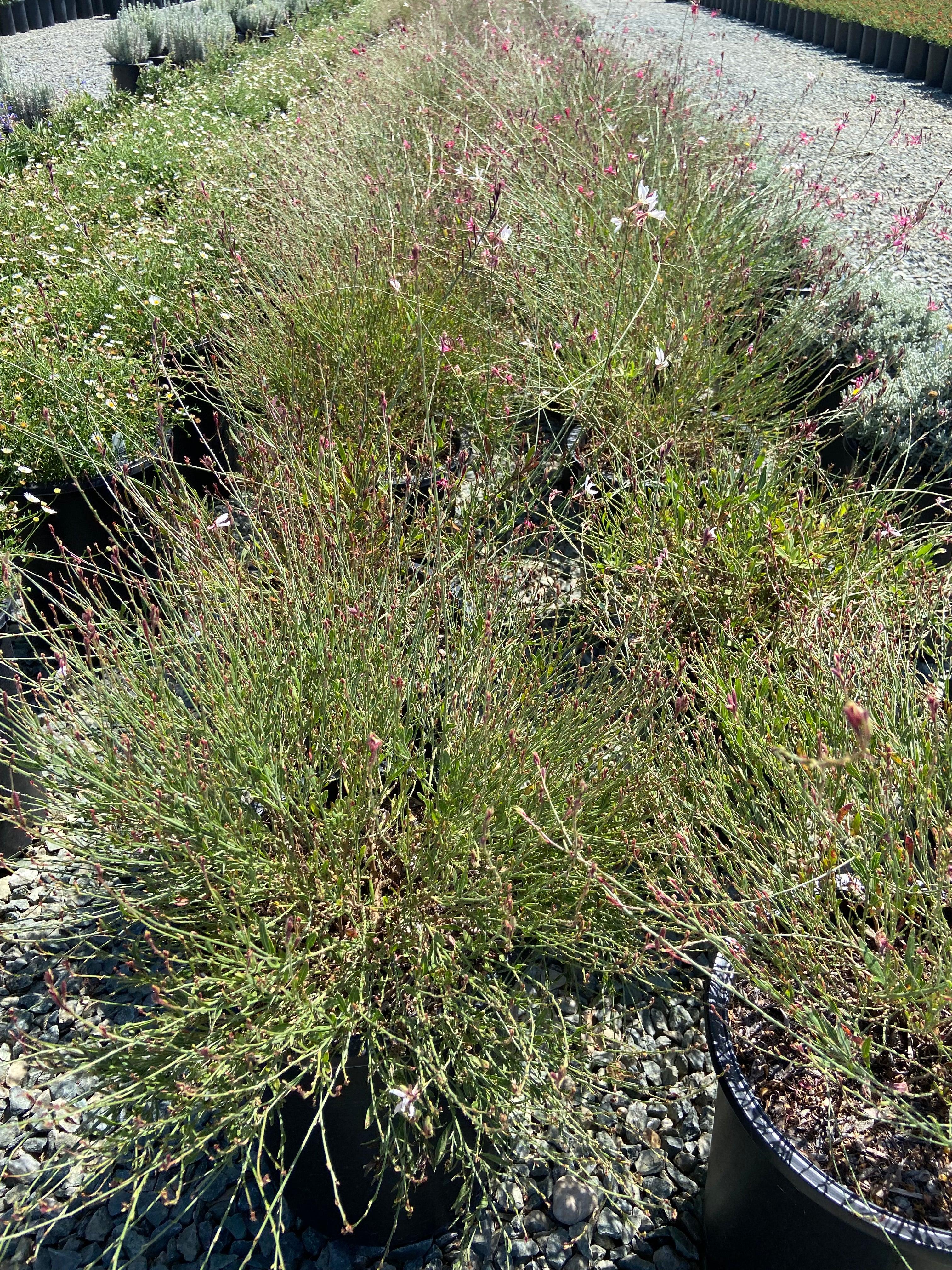 Beeblossom - Guara Siskiyou - Image 2