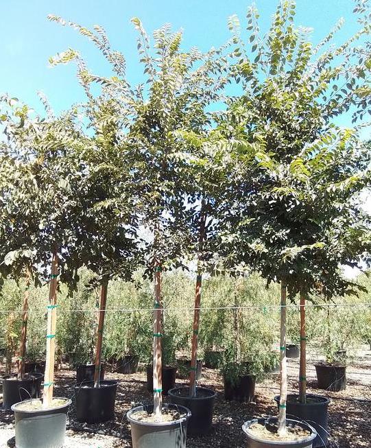 Hackberry - Celtis Occidentalis