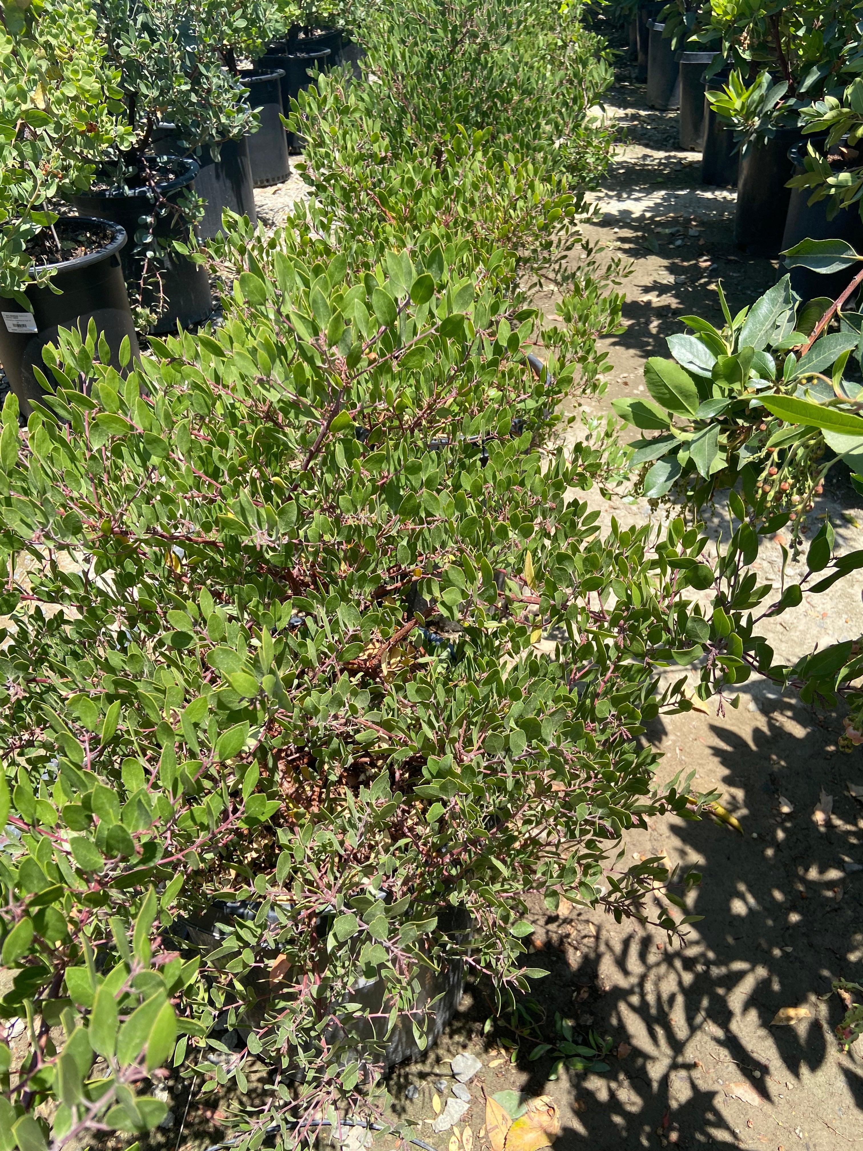 Howard McMinn Manzanita - Arctostaphylos densiflora 'Howard McMinn' - Image 2