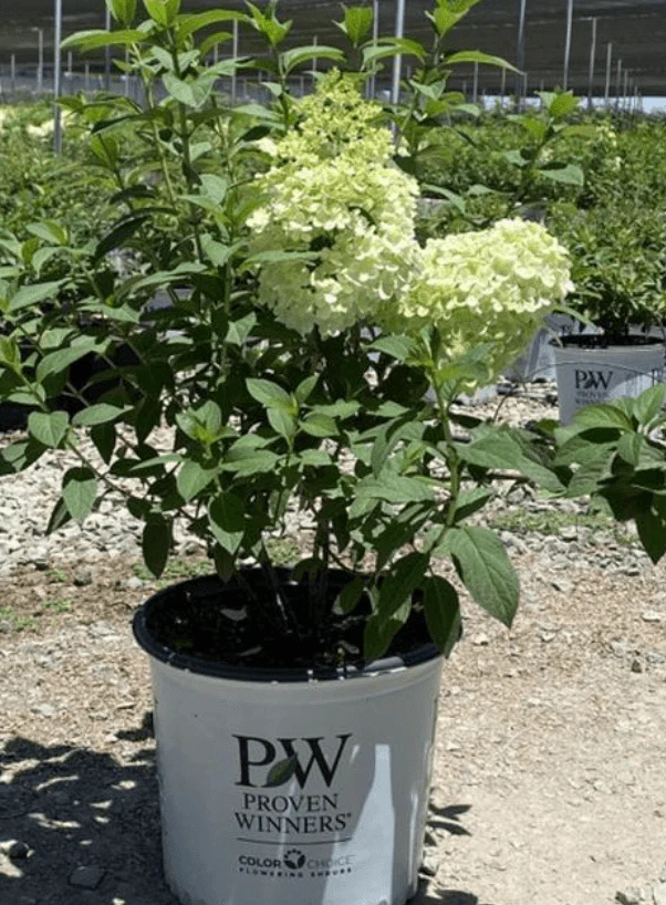 Hydrangea macrophylla âWhiteâ