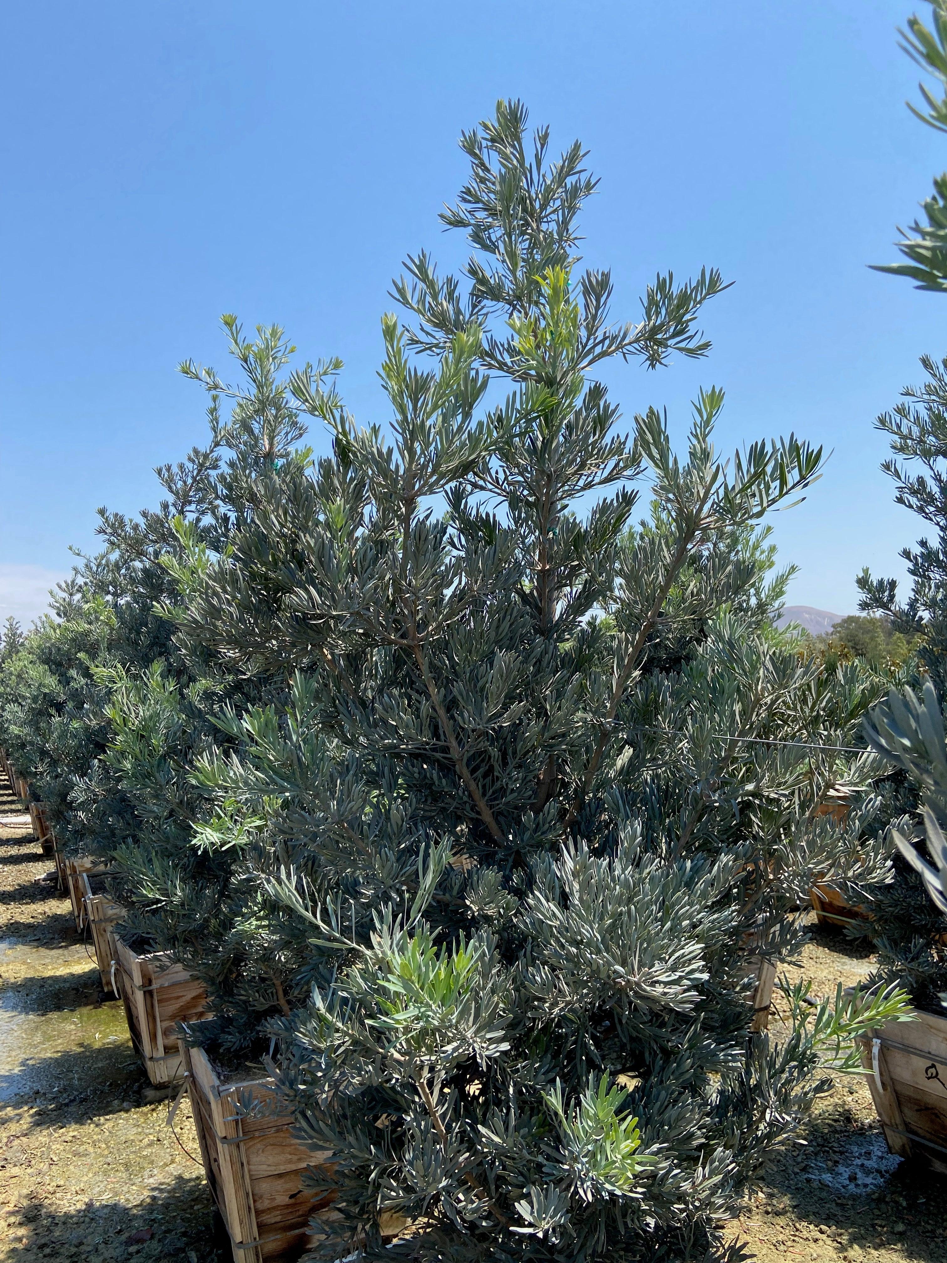 Icee Blue Fern Pine - Podocarpus gracilior 'Icee Blue' - Image 2