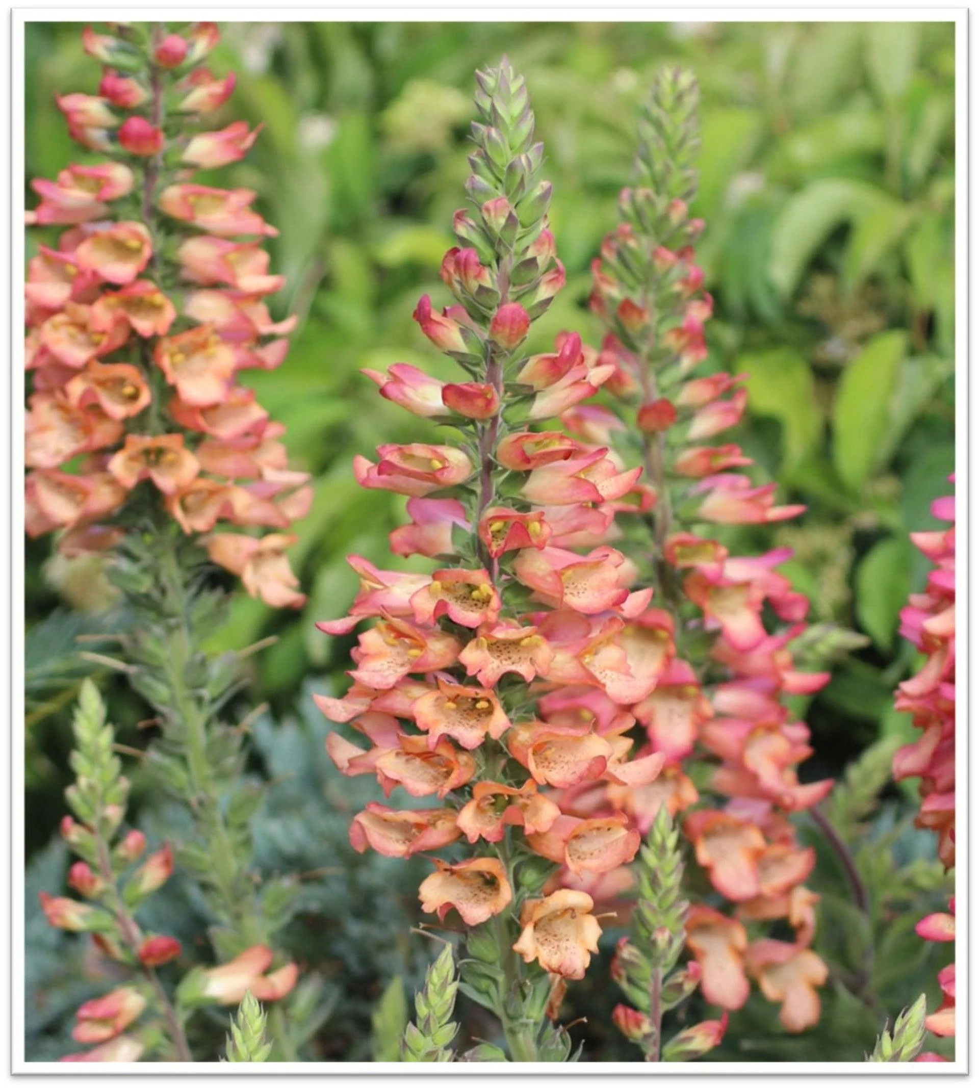 Illumination Apricot Hybrid Foxglove (Digiplexis x 'Illumination Apricot')