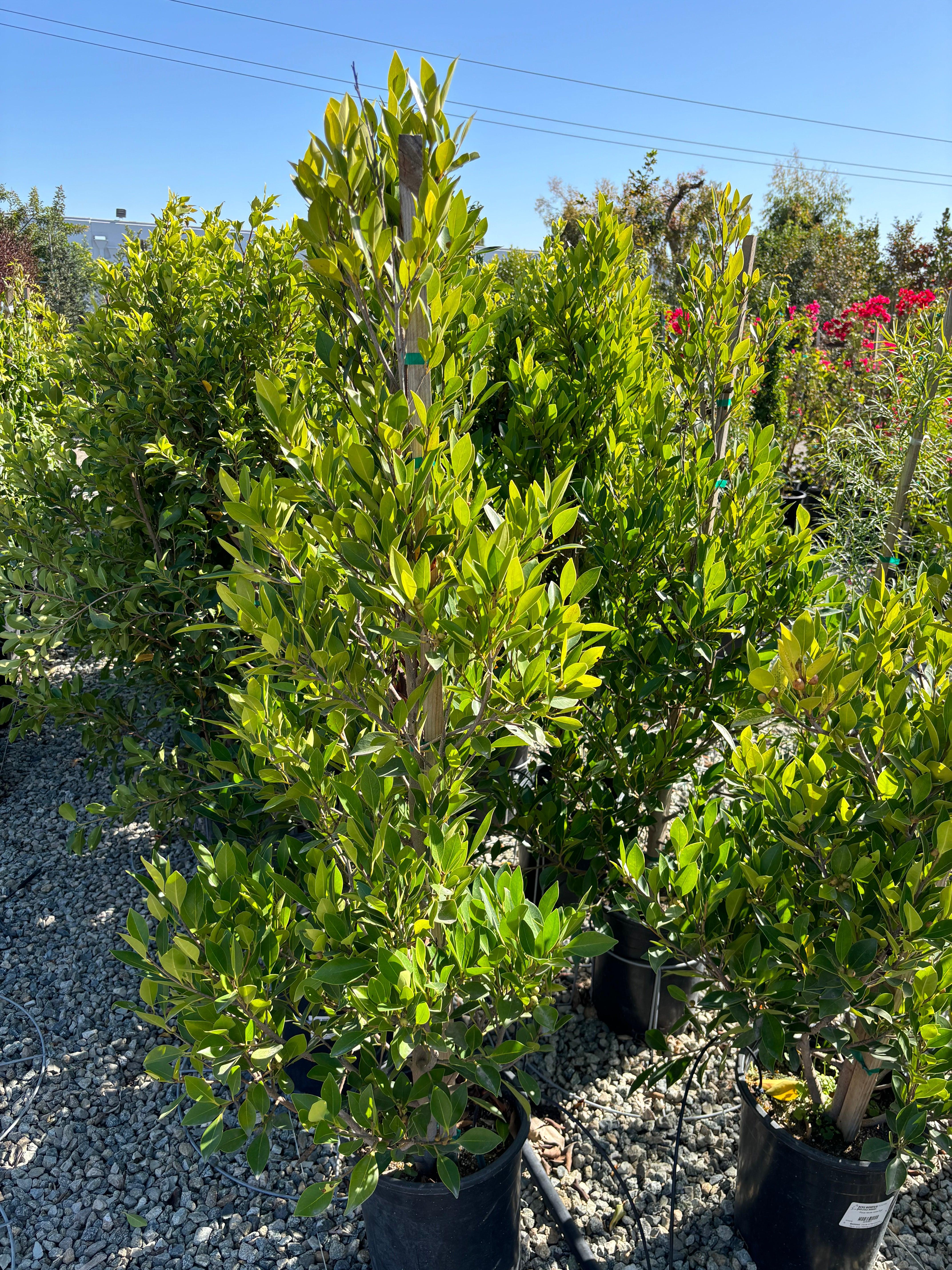 Indian Laurel Columns - Ficus microcarpa nitida - Image 3