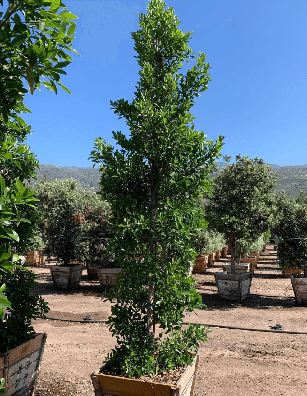 Indian Laurel Columns - Ficus microcarpa nitida - Image 4