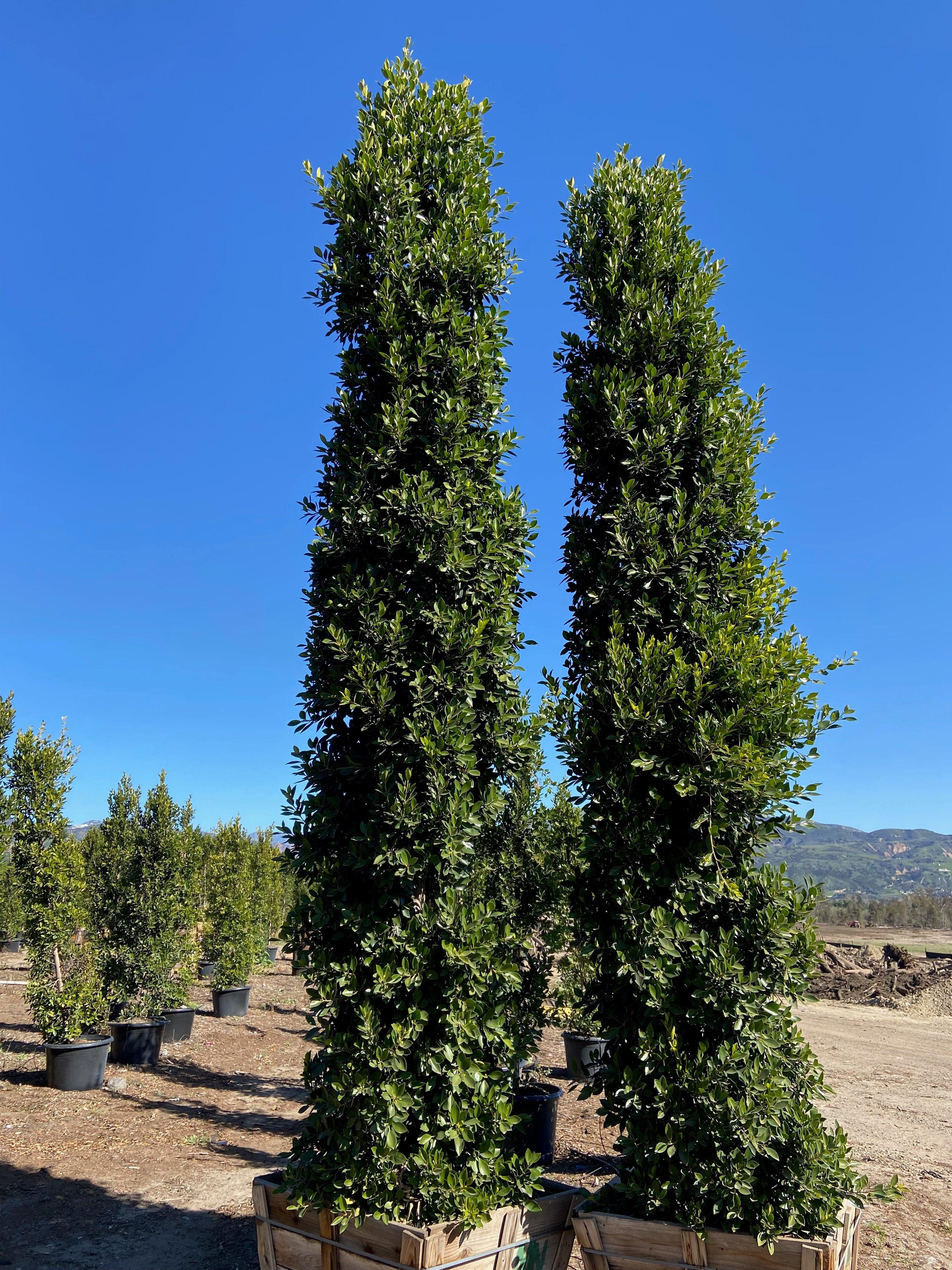 Indian Laurel Columns - Ficus microcarpa nitida - Image 5