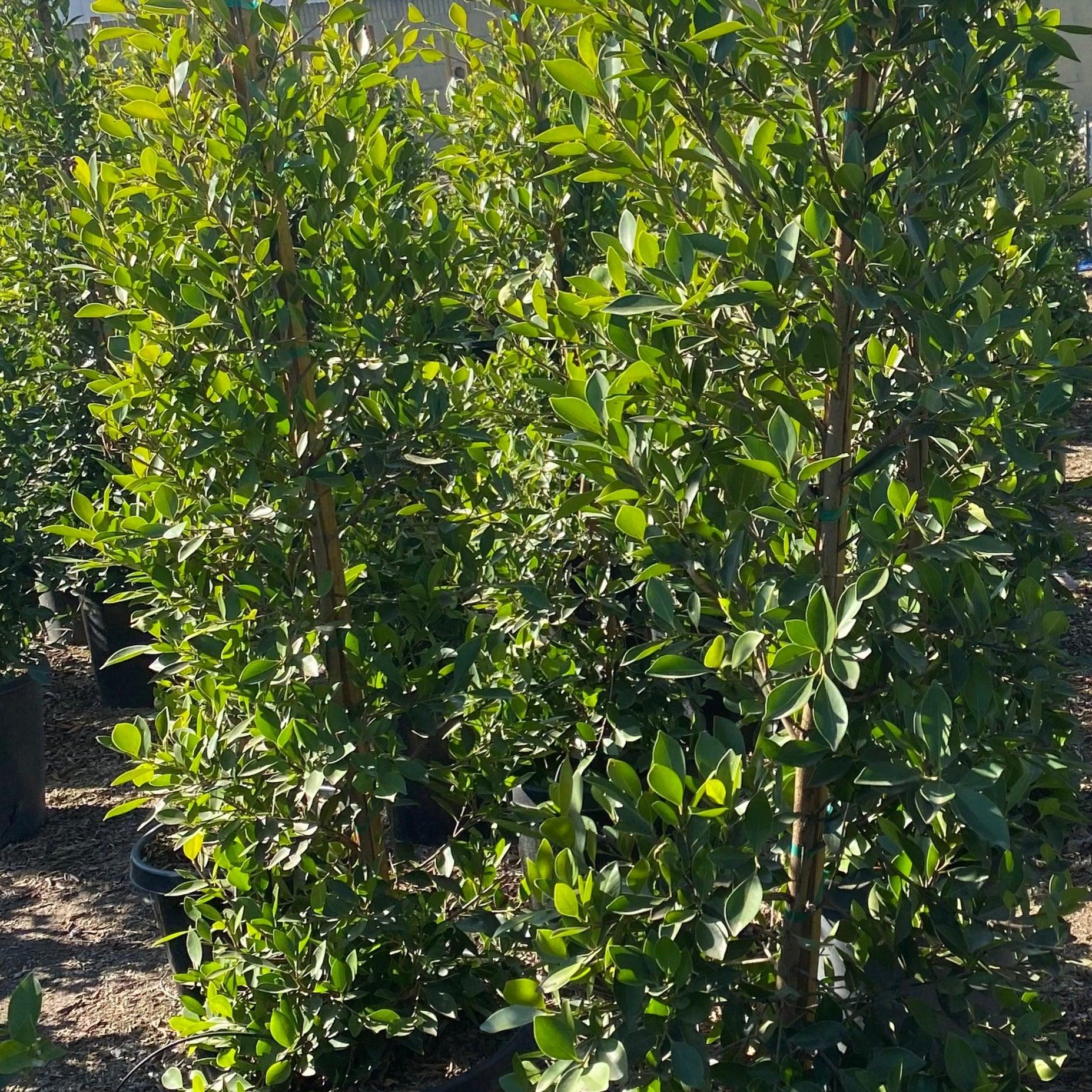 Indian Laurel Columns - Ficus microcarpa nitida - Image 6