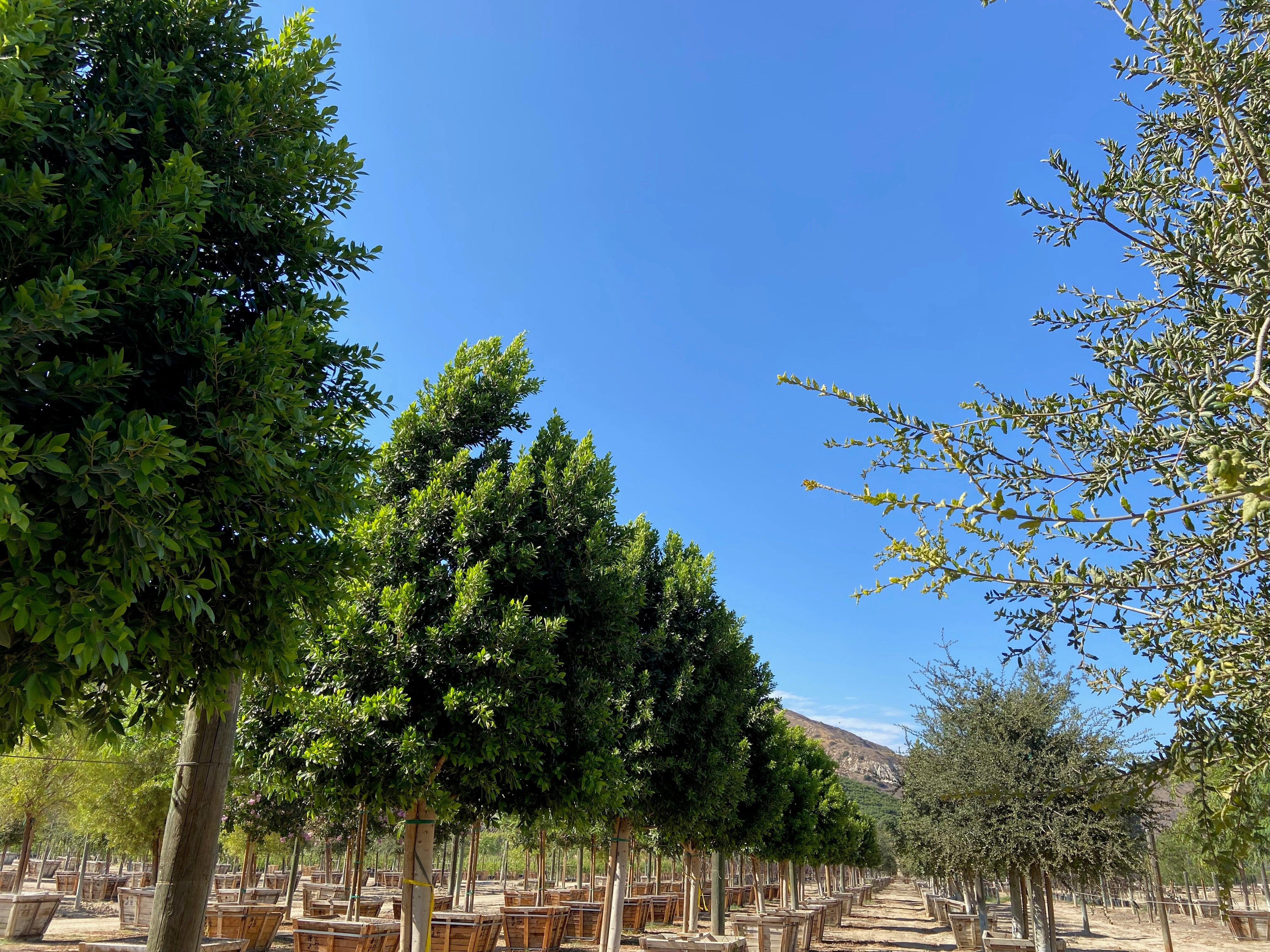 Indian Laurel Tree - Ficus nitida