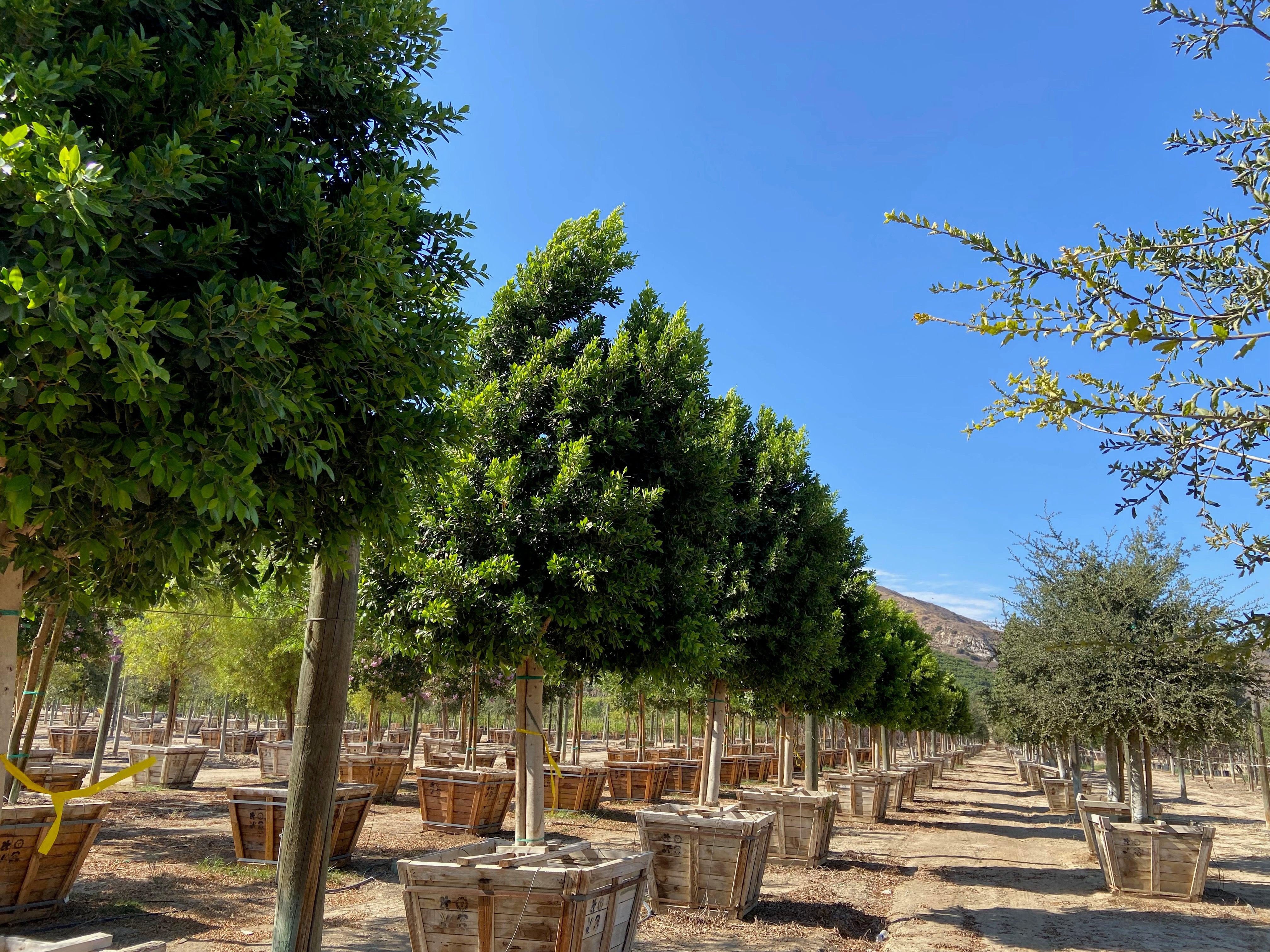 Indian Laurel Tree - Ficus nitida - Image 2