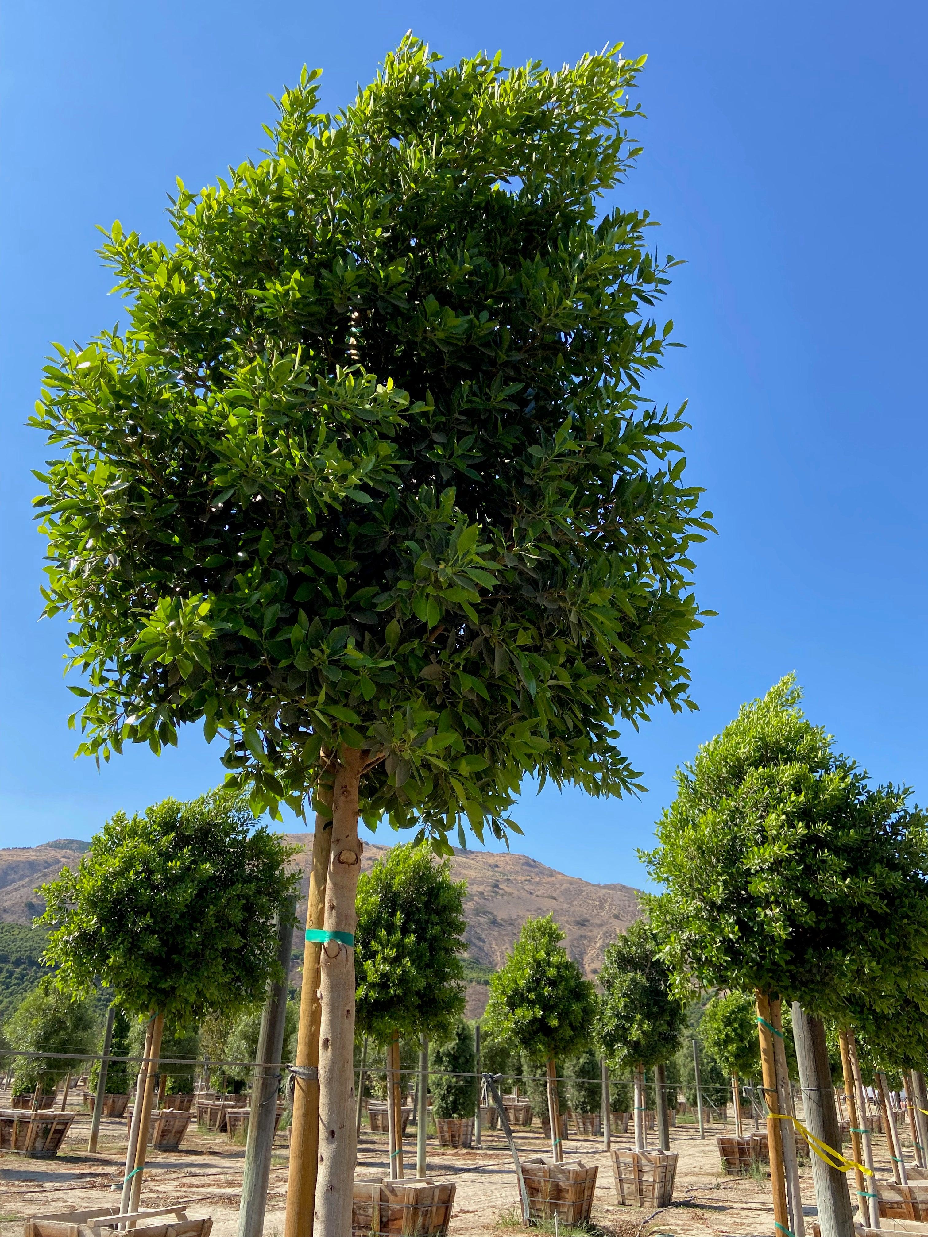Indian Laurel Tree - Ficus nitida - Image 3