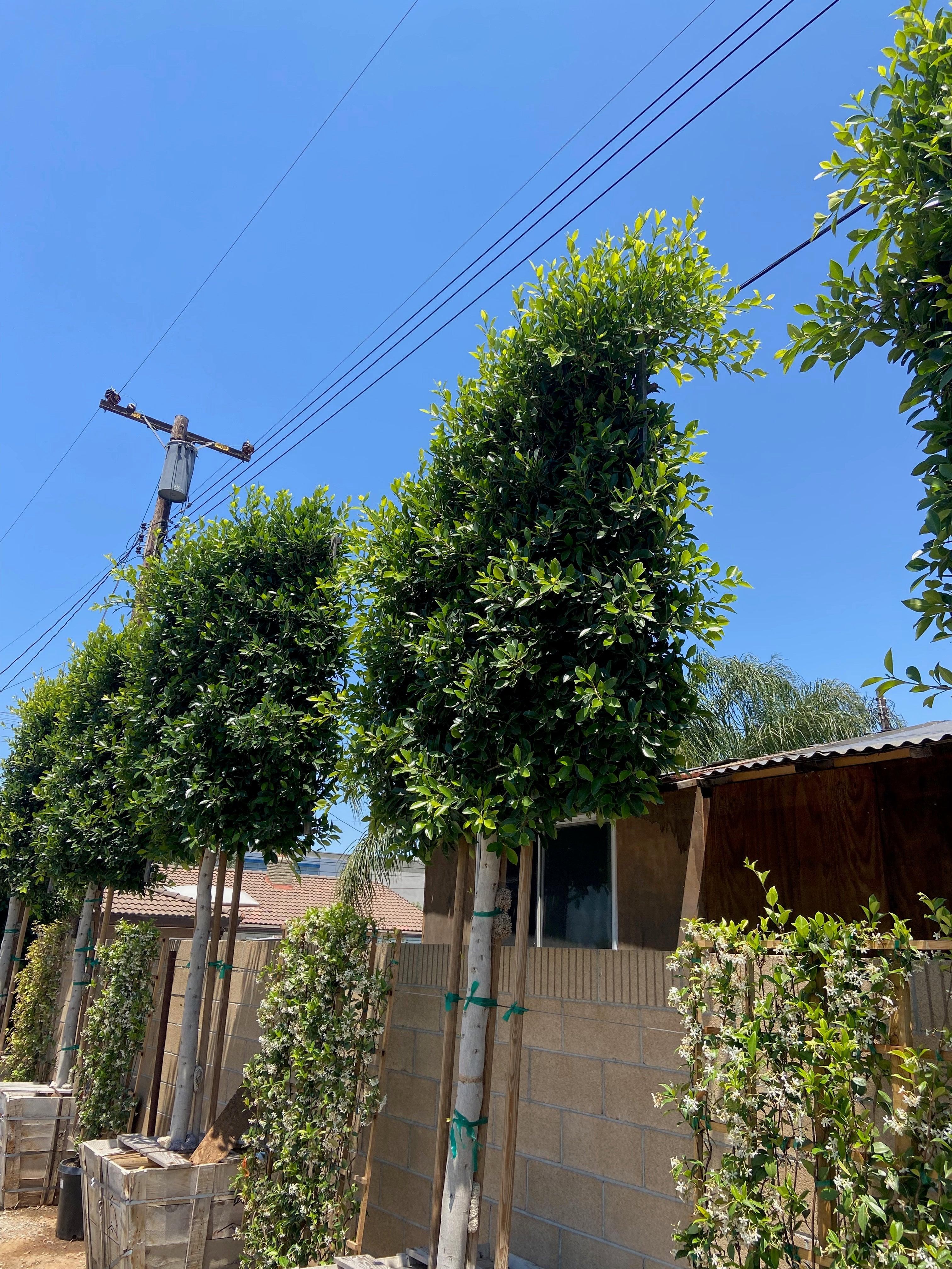 Indian Laurel Tree - Ficus nitida - Image 4