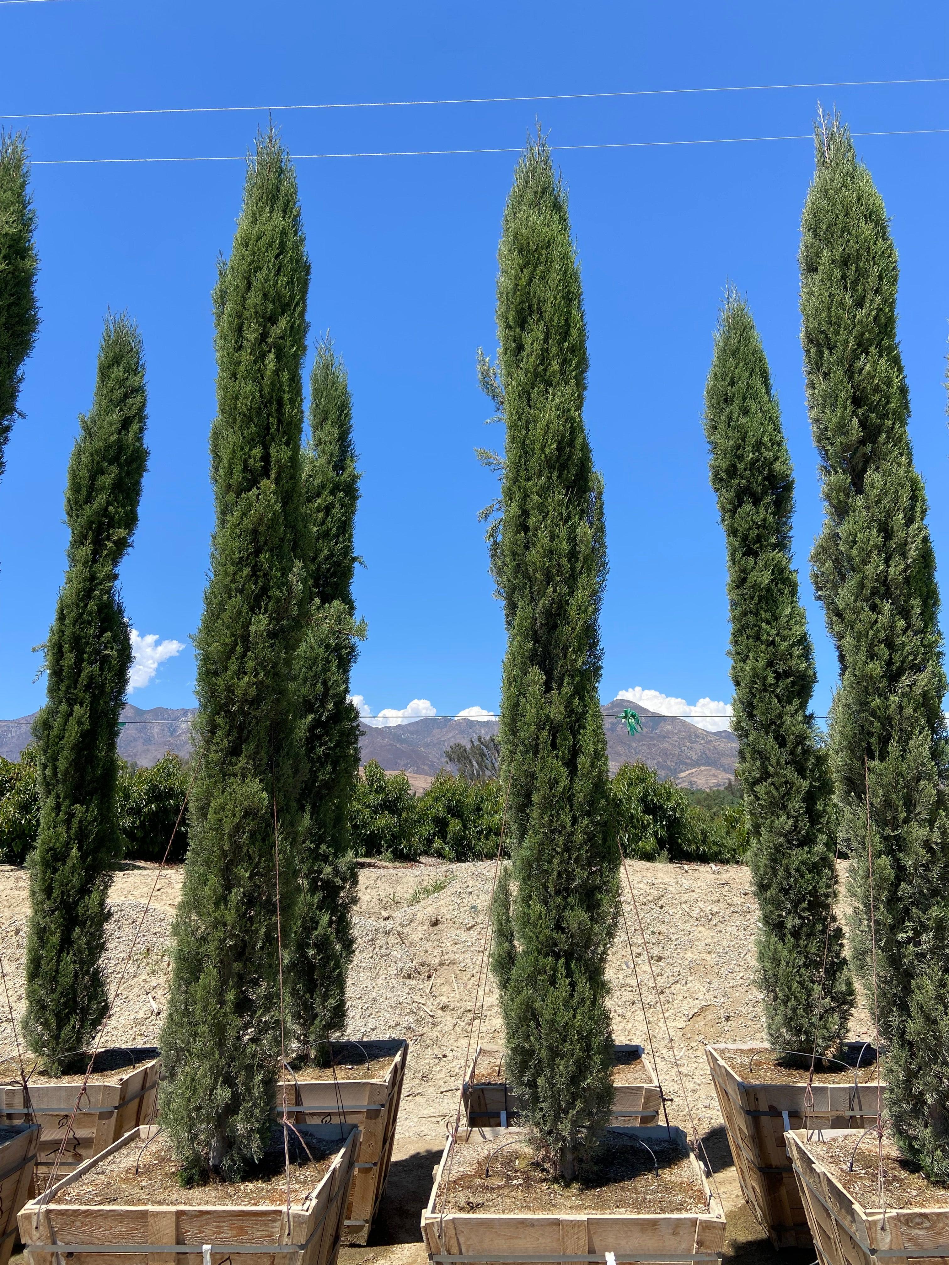 Italian Cypress Tree (Cupressus sempervirens) - Image 3