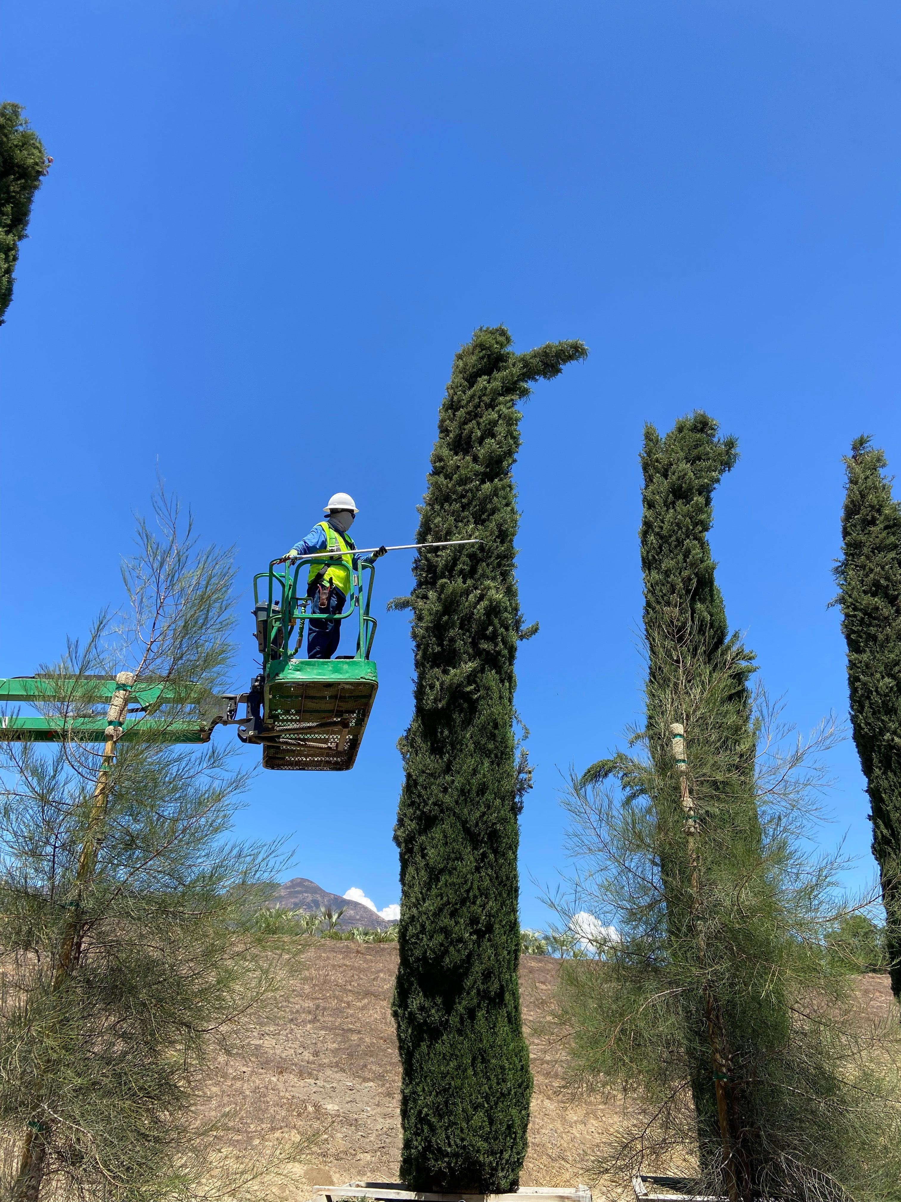 Italian Cypress Tree (Cupressus sempervirens) - Image 4
