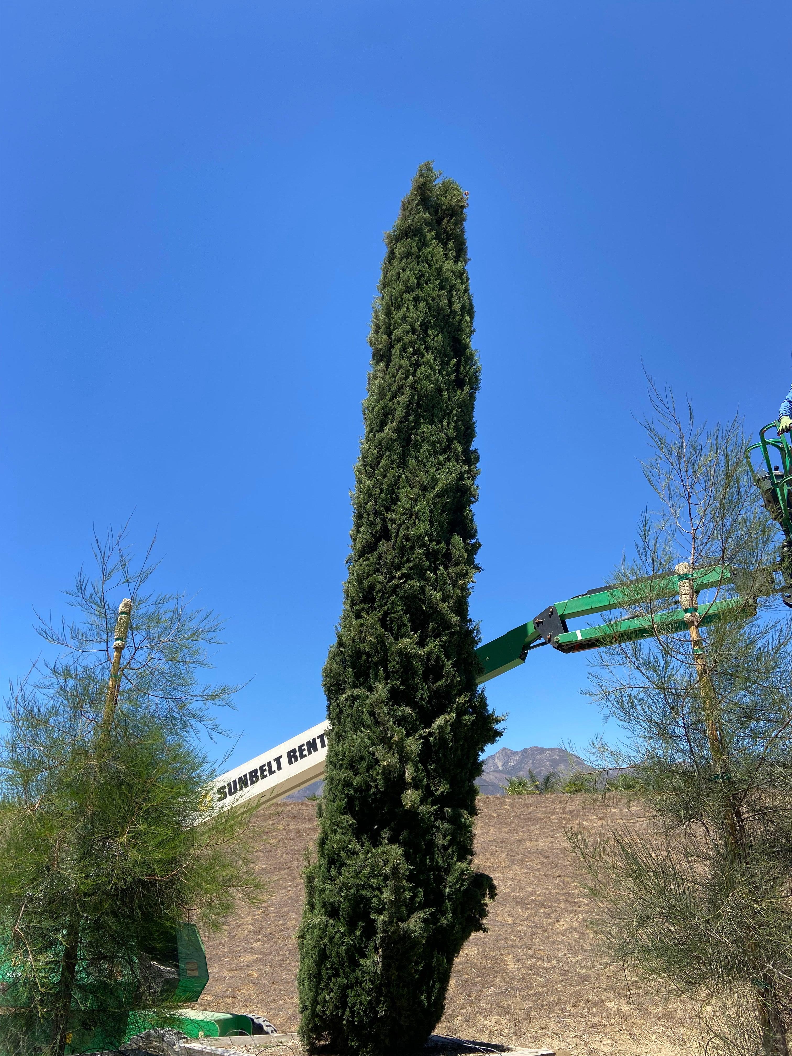 Italian Cypress Tree (Cupressus sempervirens) - Image 5