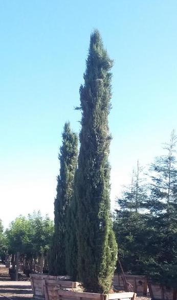 Italian Cypress Tree (Cupressus sempervirens) - Image 6