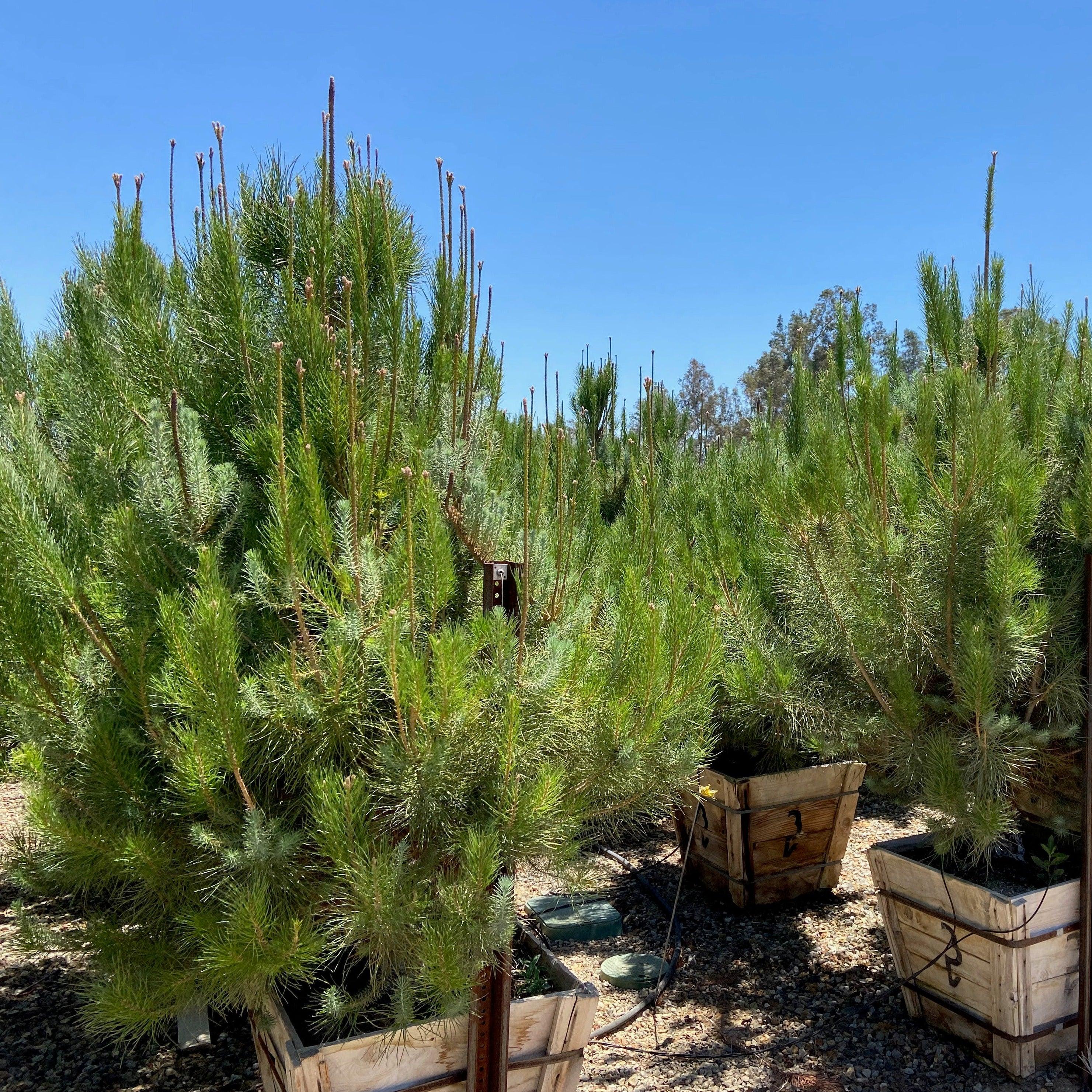 Italian Stone Pine - Pinus Pinea