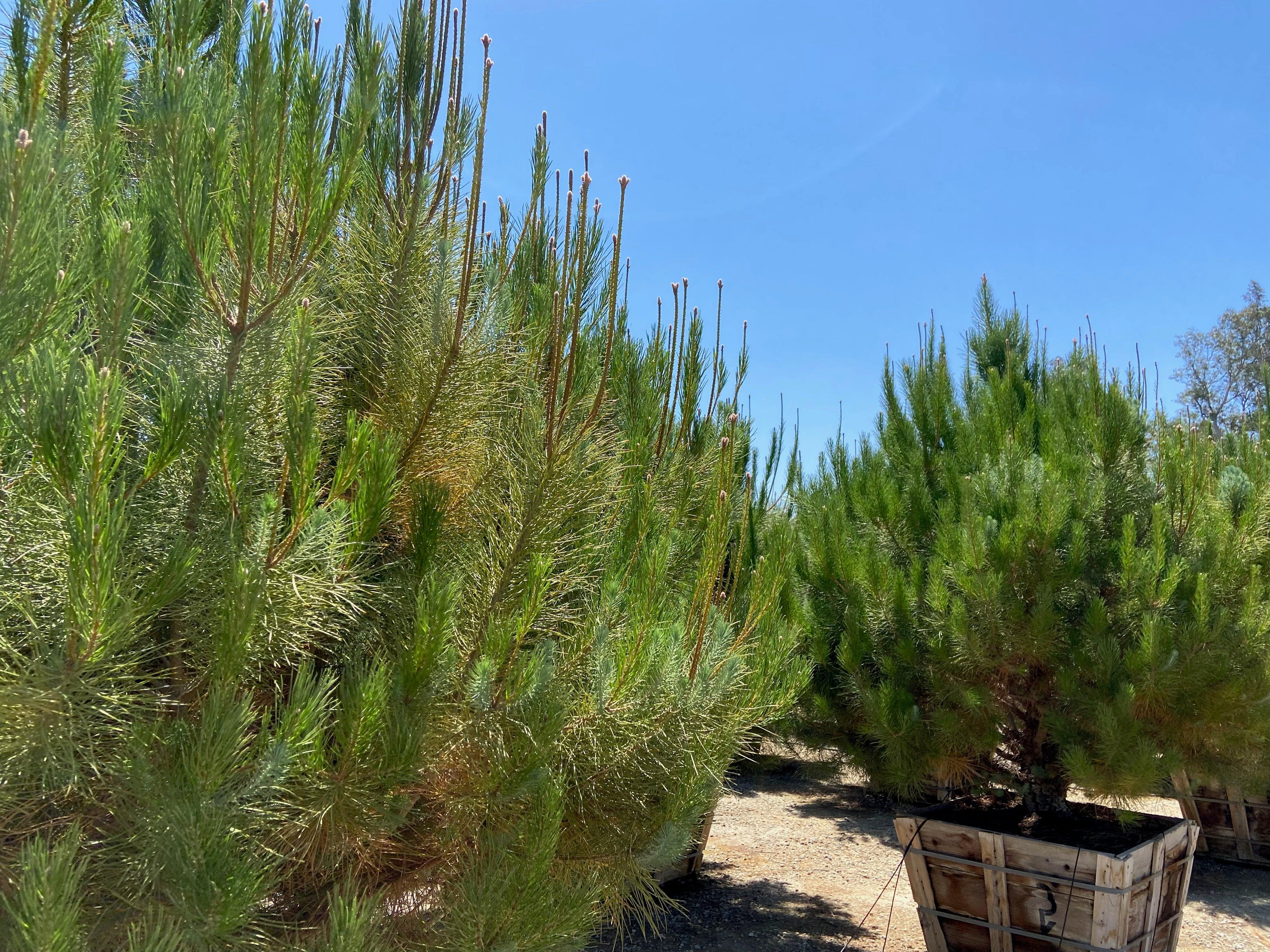 Italian Stone Pine - Pinus Pinea - Image 2