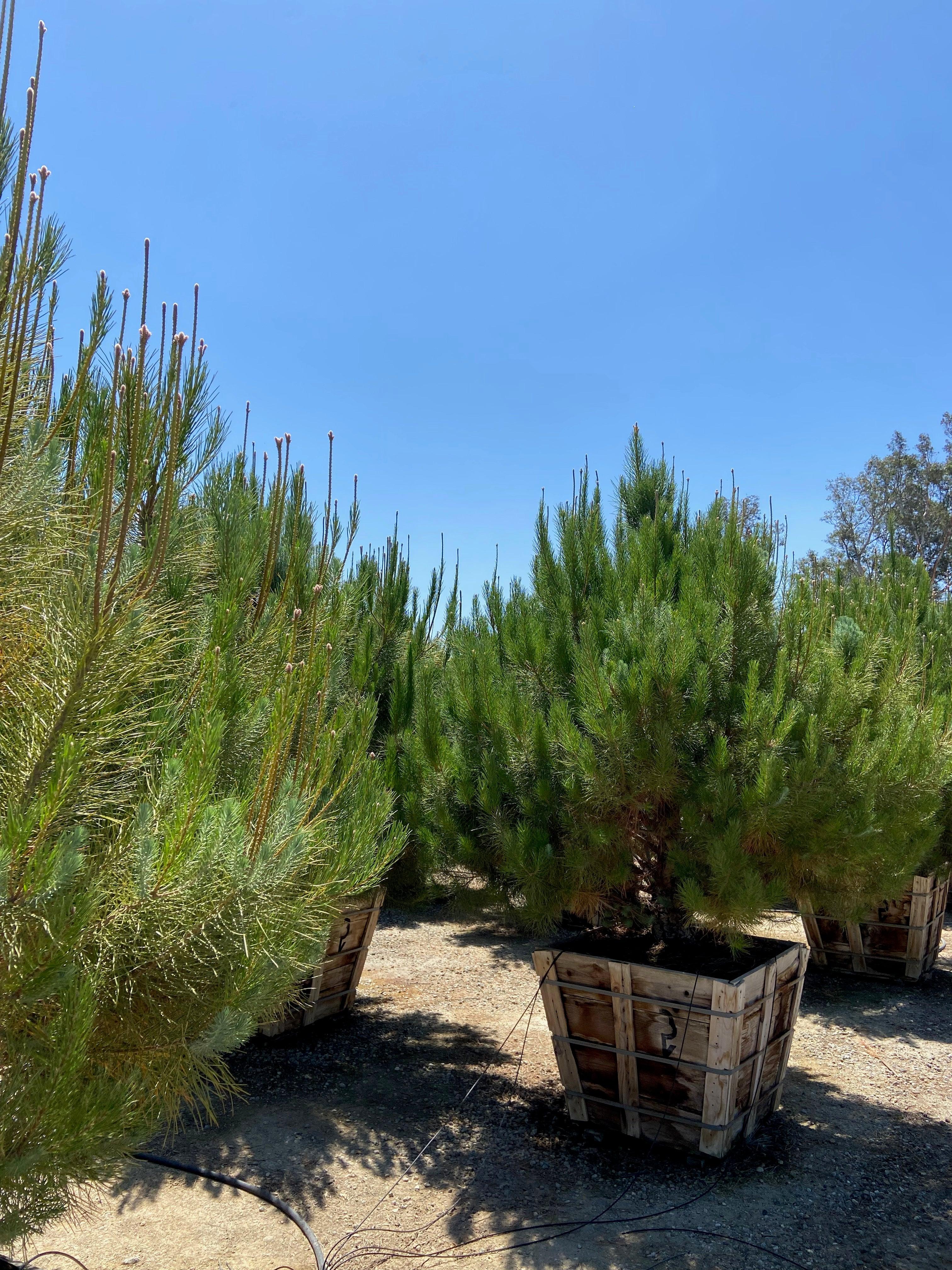 Italian Stone Pine - Pinus Pinea - Image 3