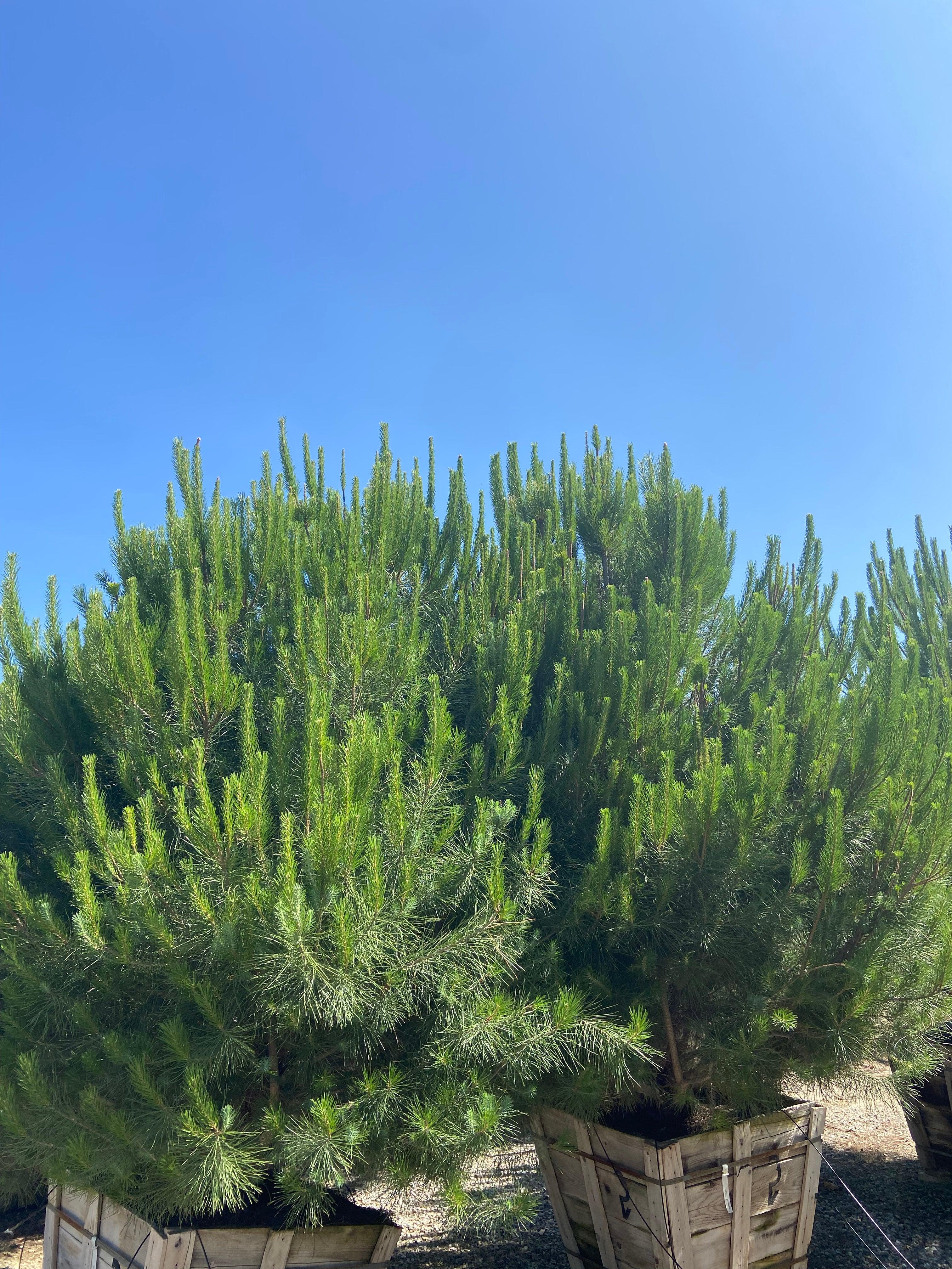 Italian Stone Pine - Pinus Pinea - Image 4