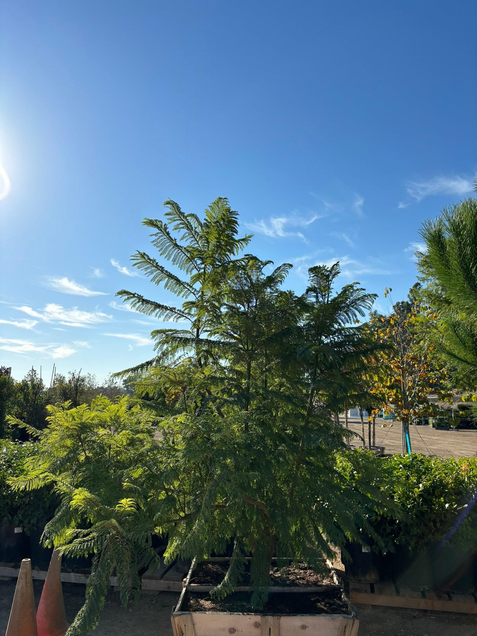Jacaranda Tree - Jacaranda Mimosifolia - Image 4
