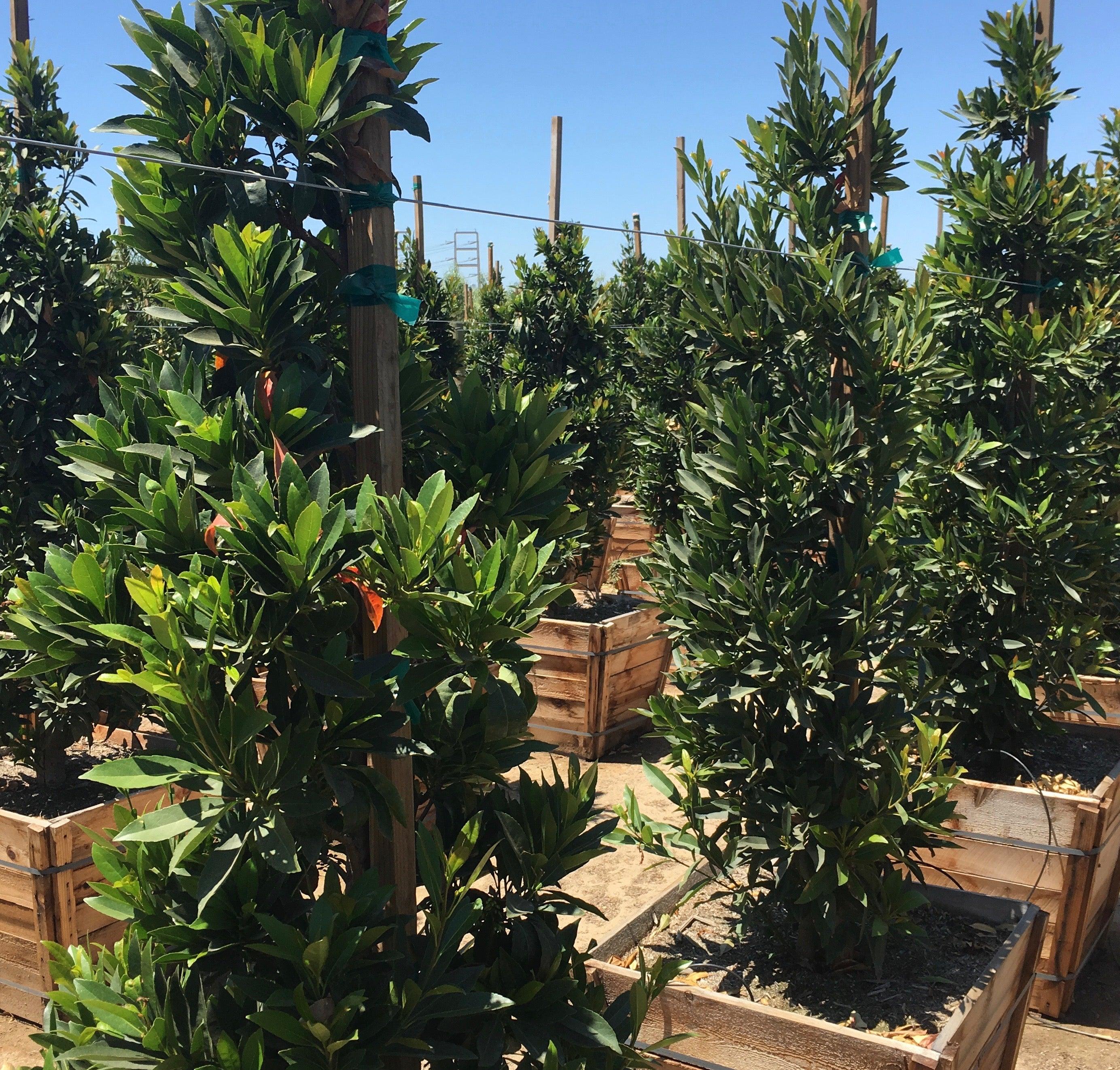 Japanese Blueberry Tree (Elaeocarpus Decipiens) - Image 3