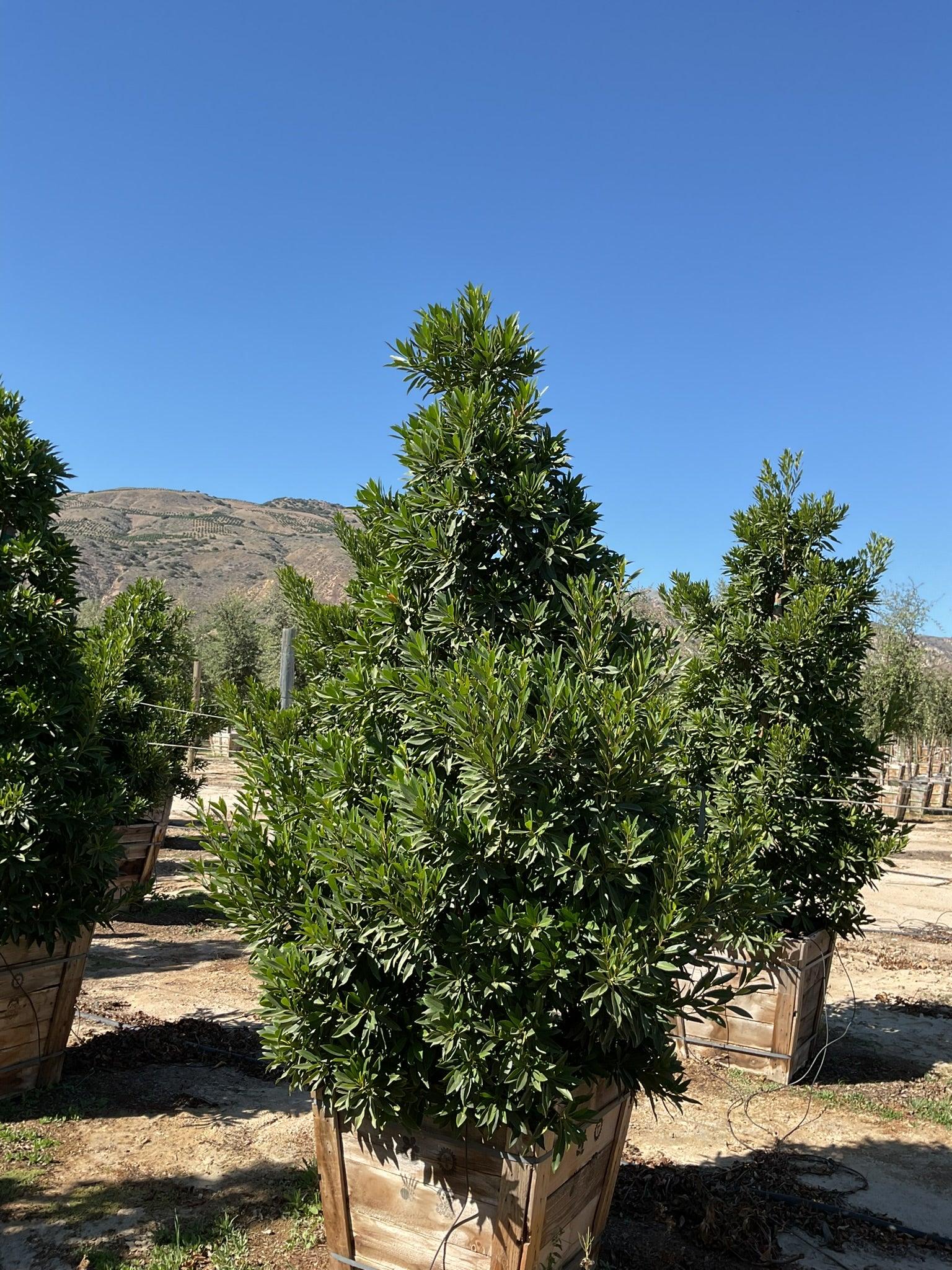 Japanese Blueberry Tree (Elaeocarpus Decipiens) - Image 5
