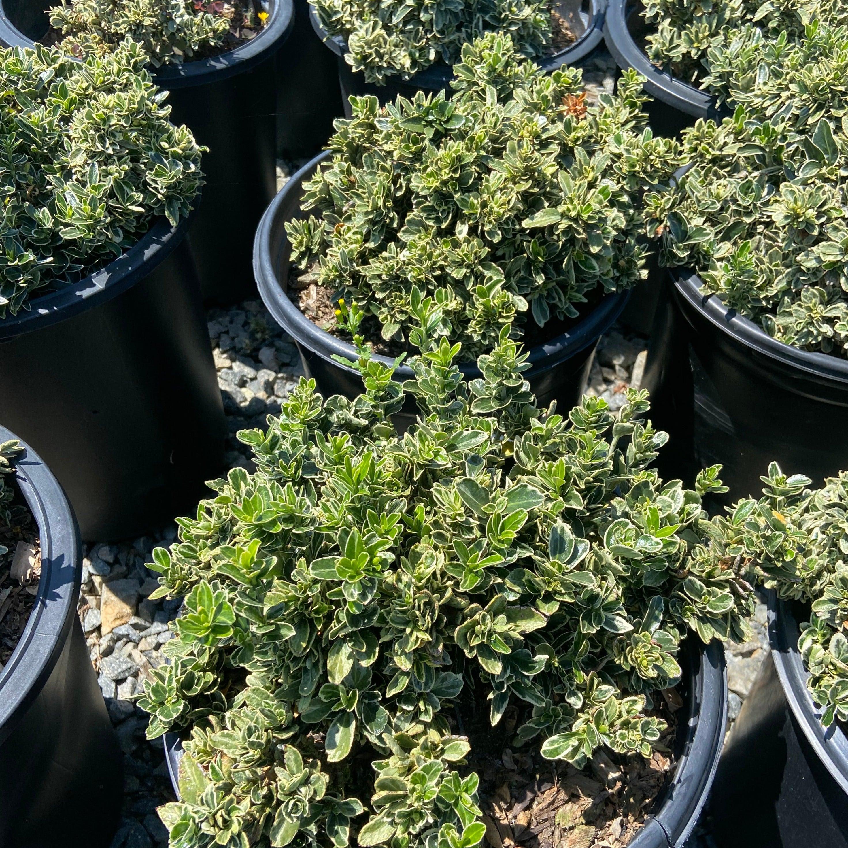 Japanese Euonymus 'Microphyllus Variegatus' - Euonymus japonicus 'Microphyllus Variegatus