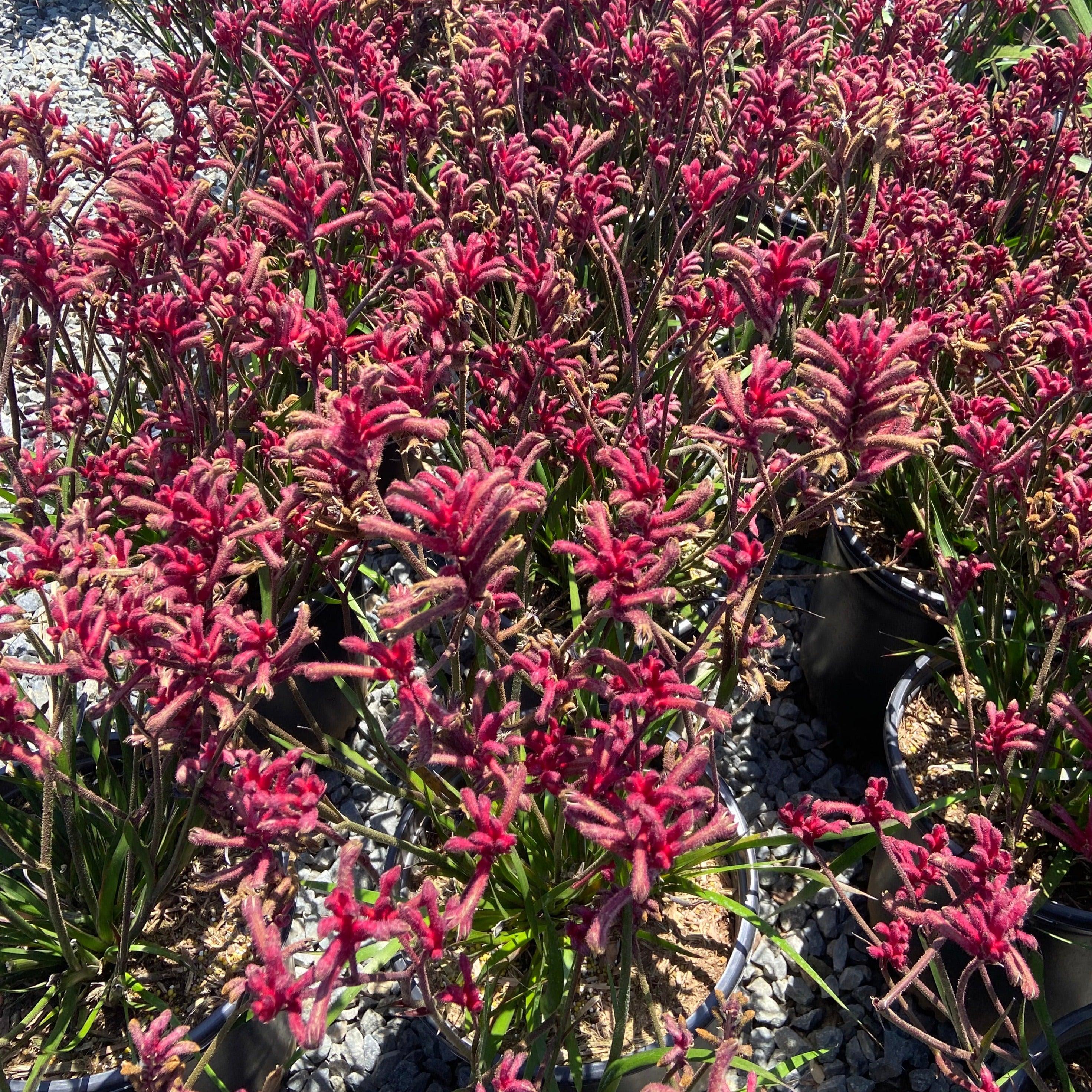 Kanga Burgundy - Anigozanthos 'Kanga Burgundy