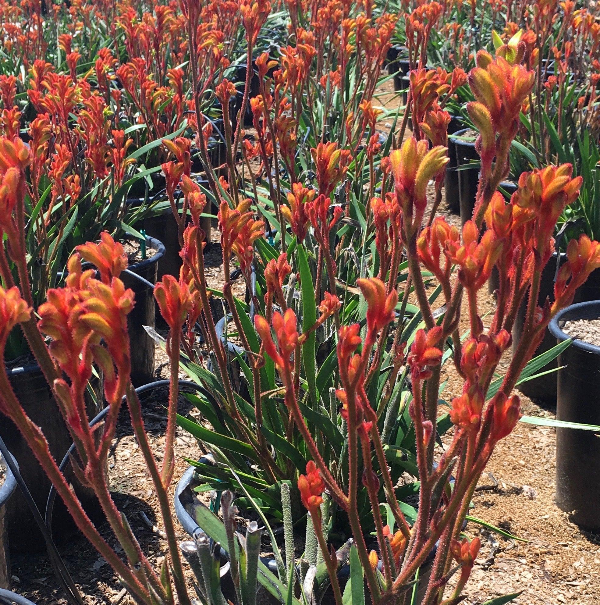 Kangaroo Paw (Anigozanthos) - Image 3