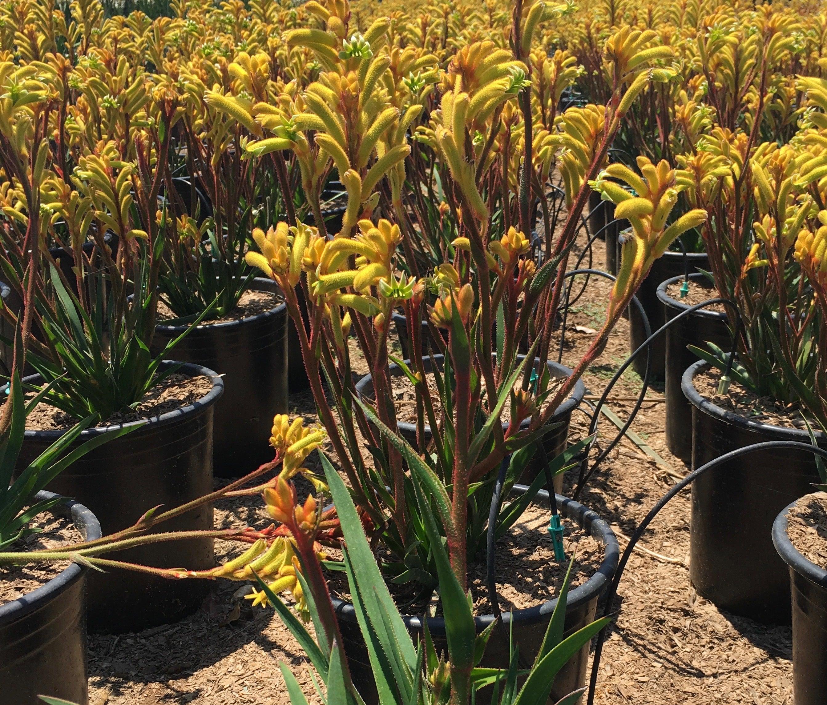 Kangaroo Paw (Anigozanthos) - Image 4