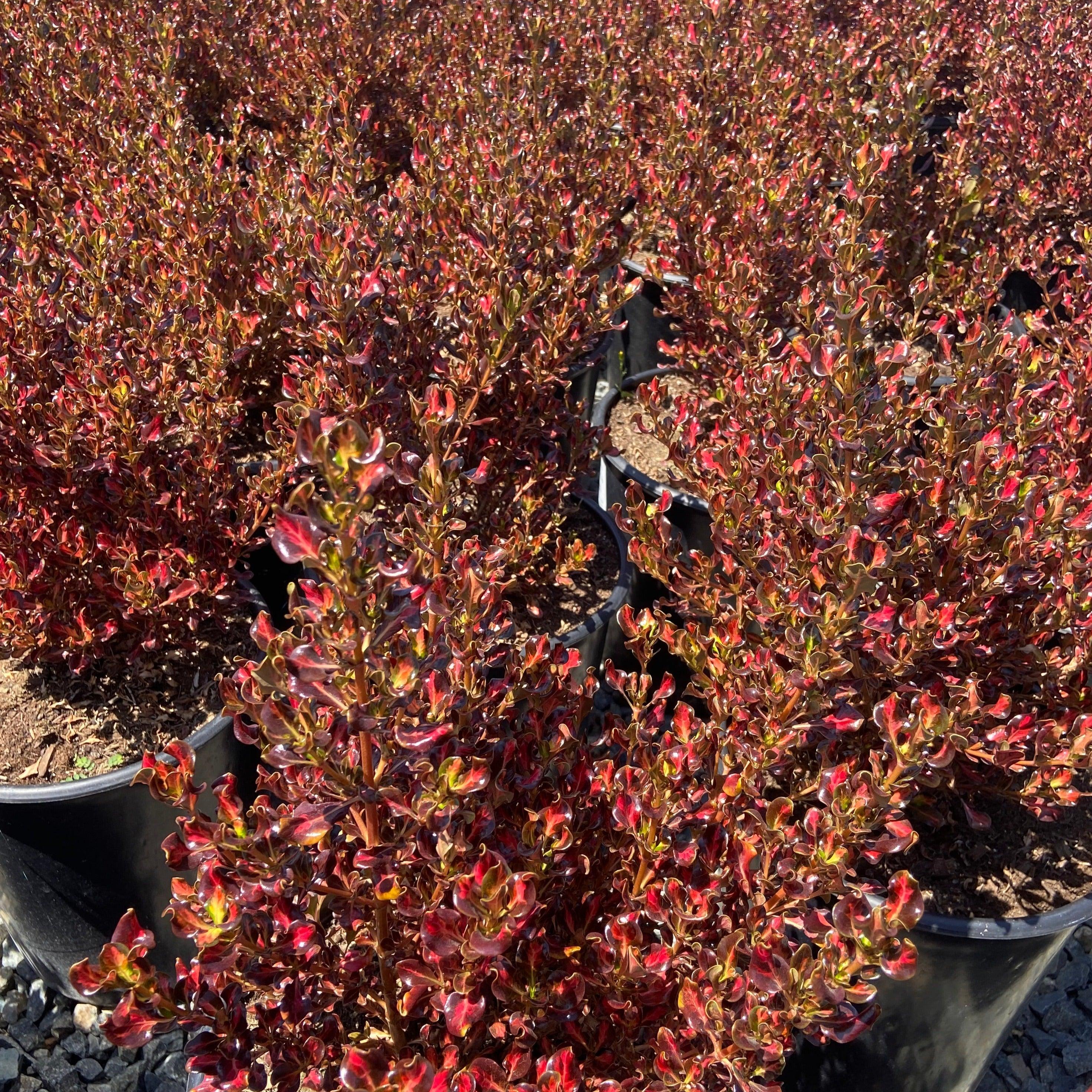 Karo Red Mirror Plant - Coprosma 'Karo Red' (Gold/Burgundy)
