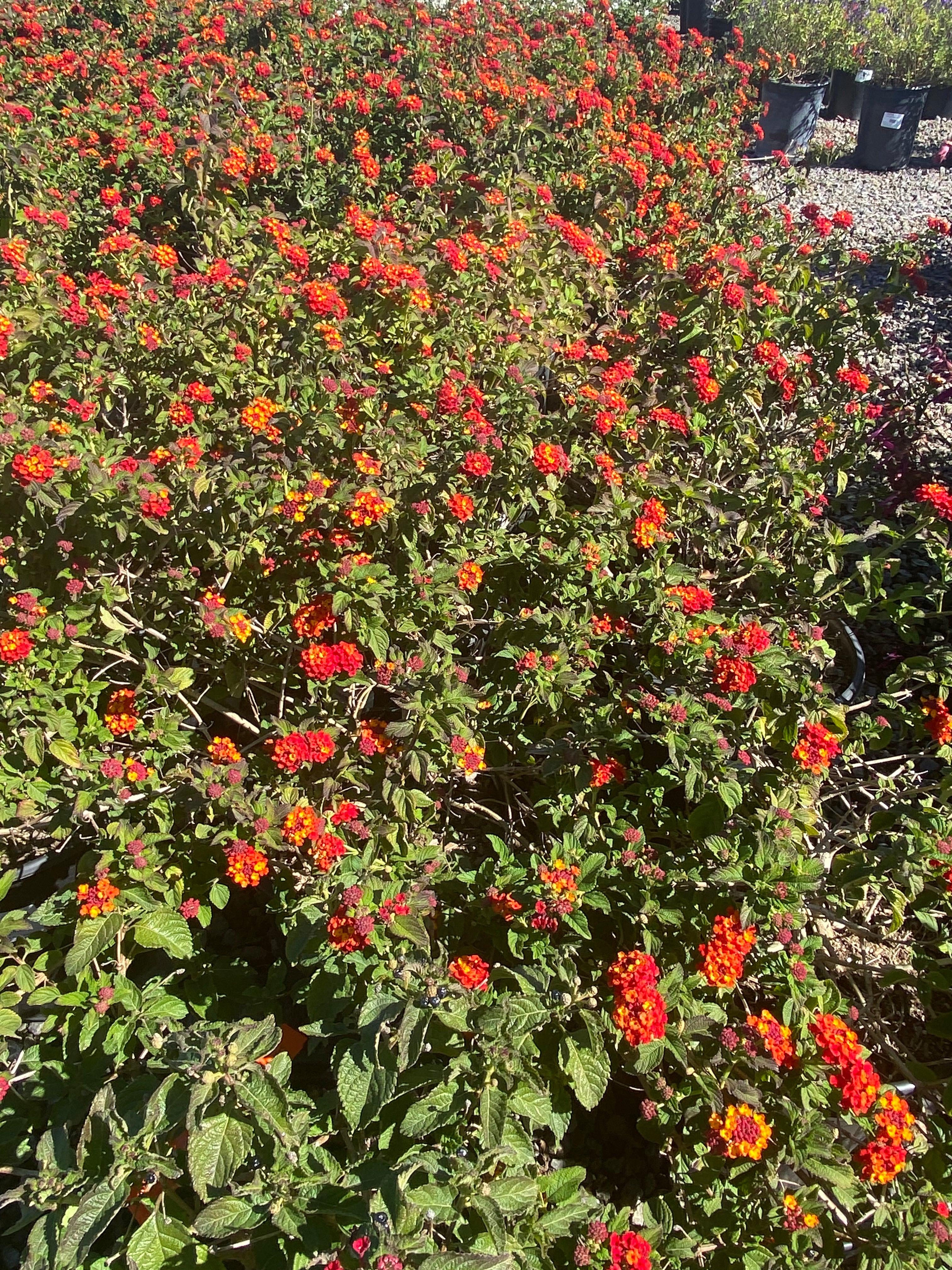 Lantana - Image 6